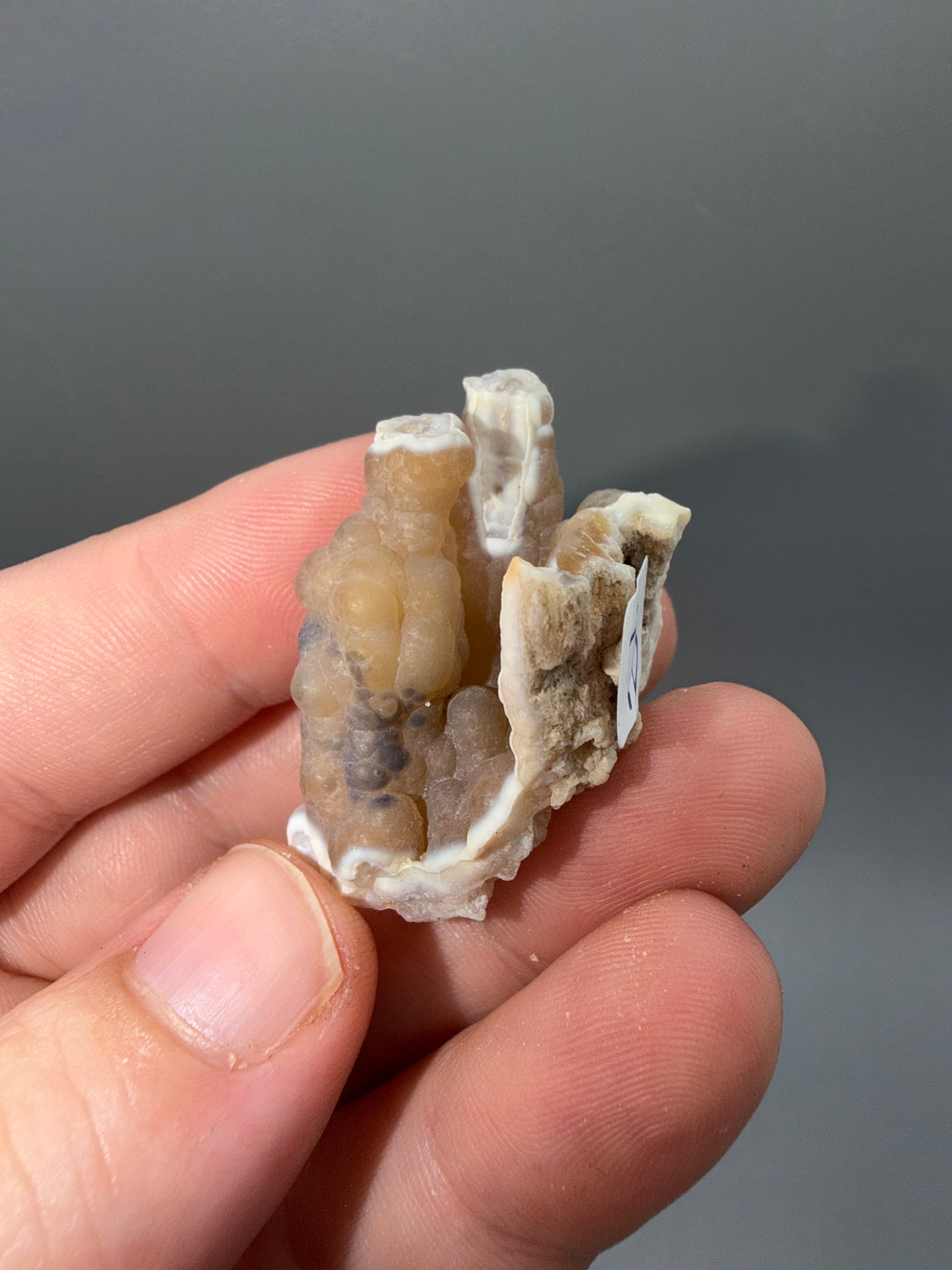Agatized coral