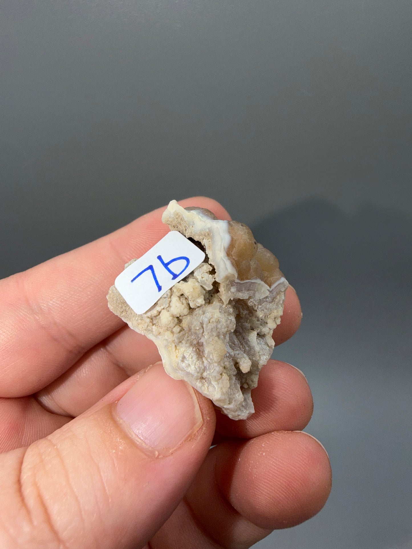Agatized coral