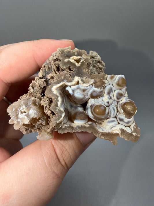 Agatized coral
