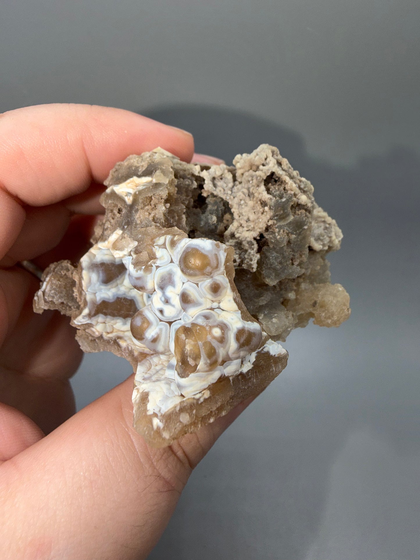 Agatized coral