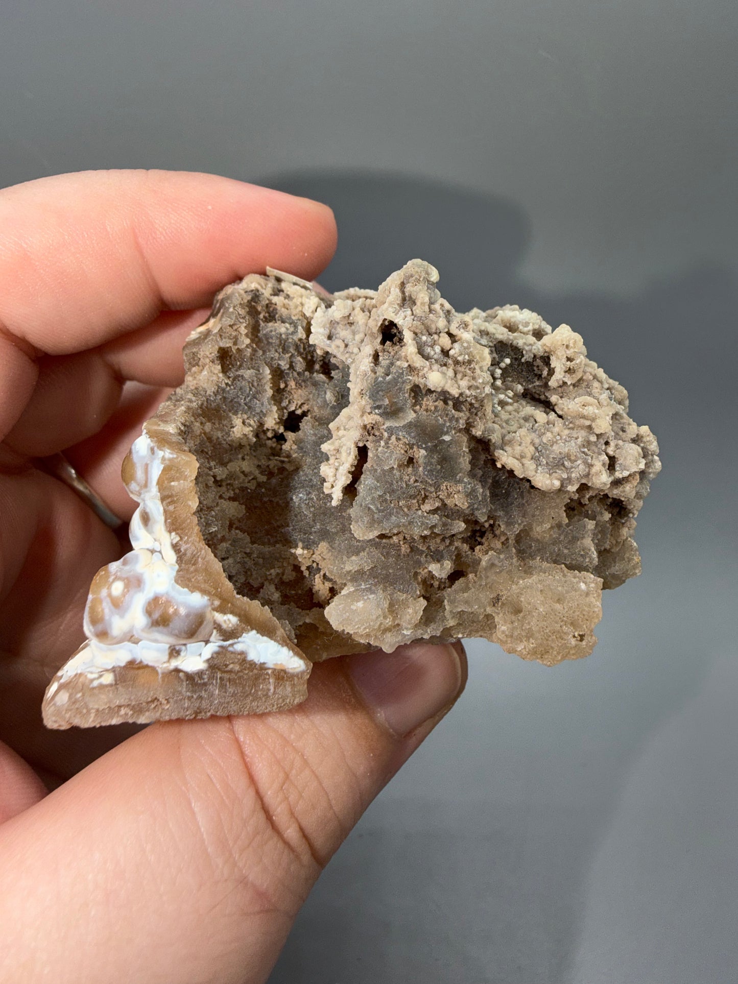 Agatized coral
