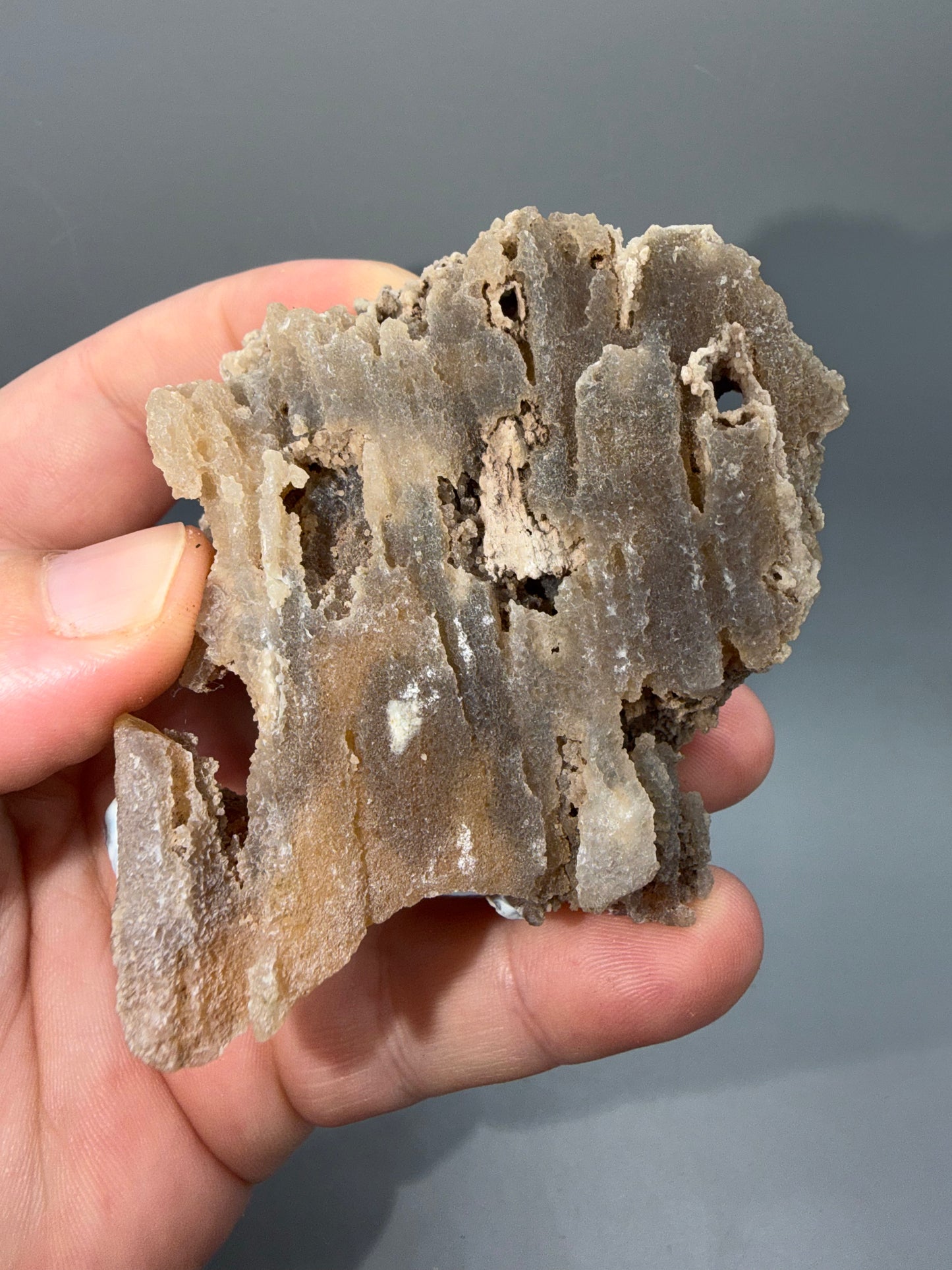 Agatized coral