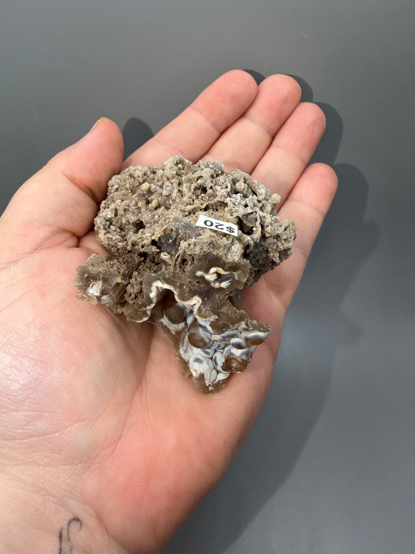 Agatized coral