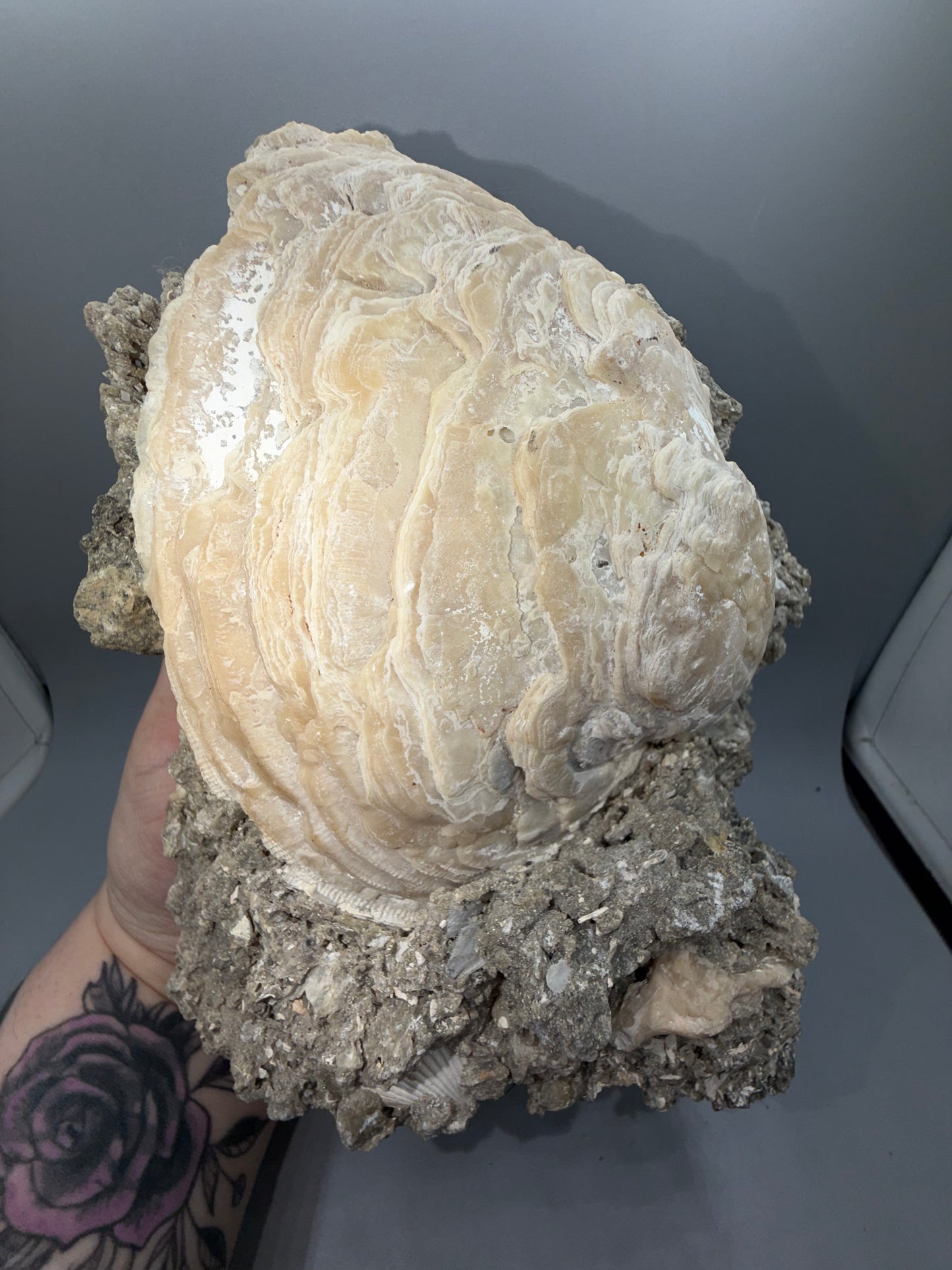 Fossilized clam