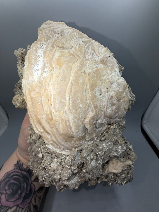 Fossilized clam
