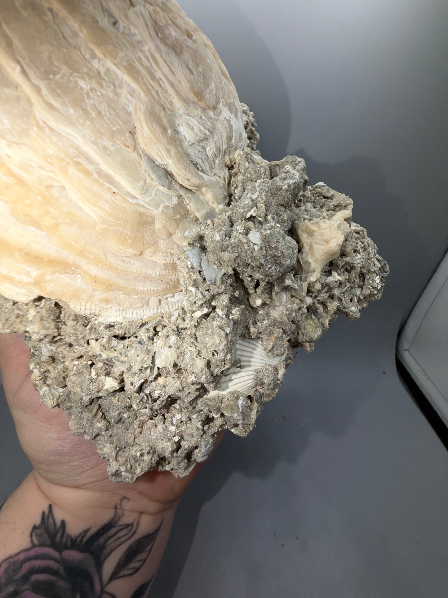 Fossilized clam