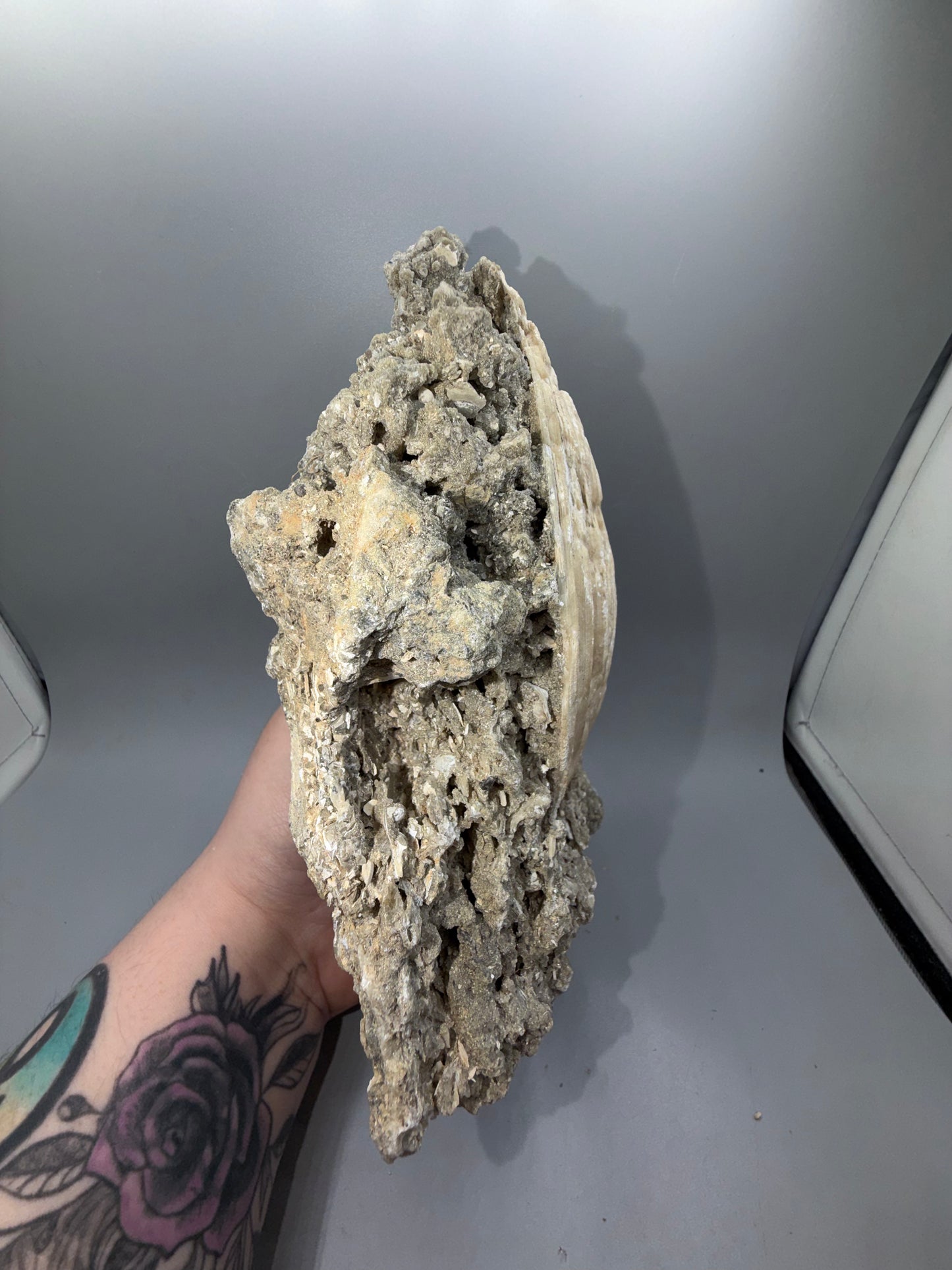Fossilized clam