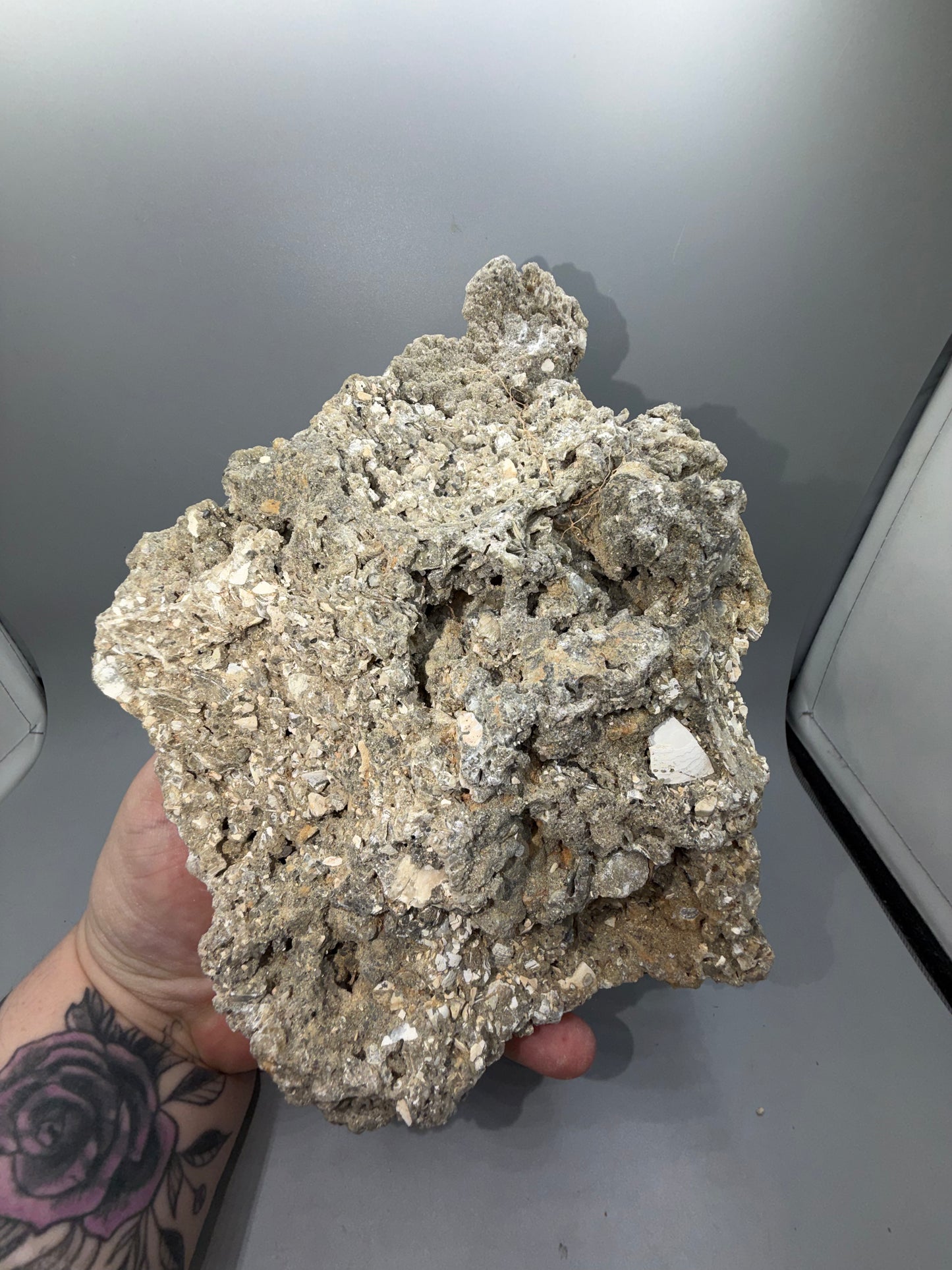 Fossilized clam