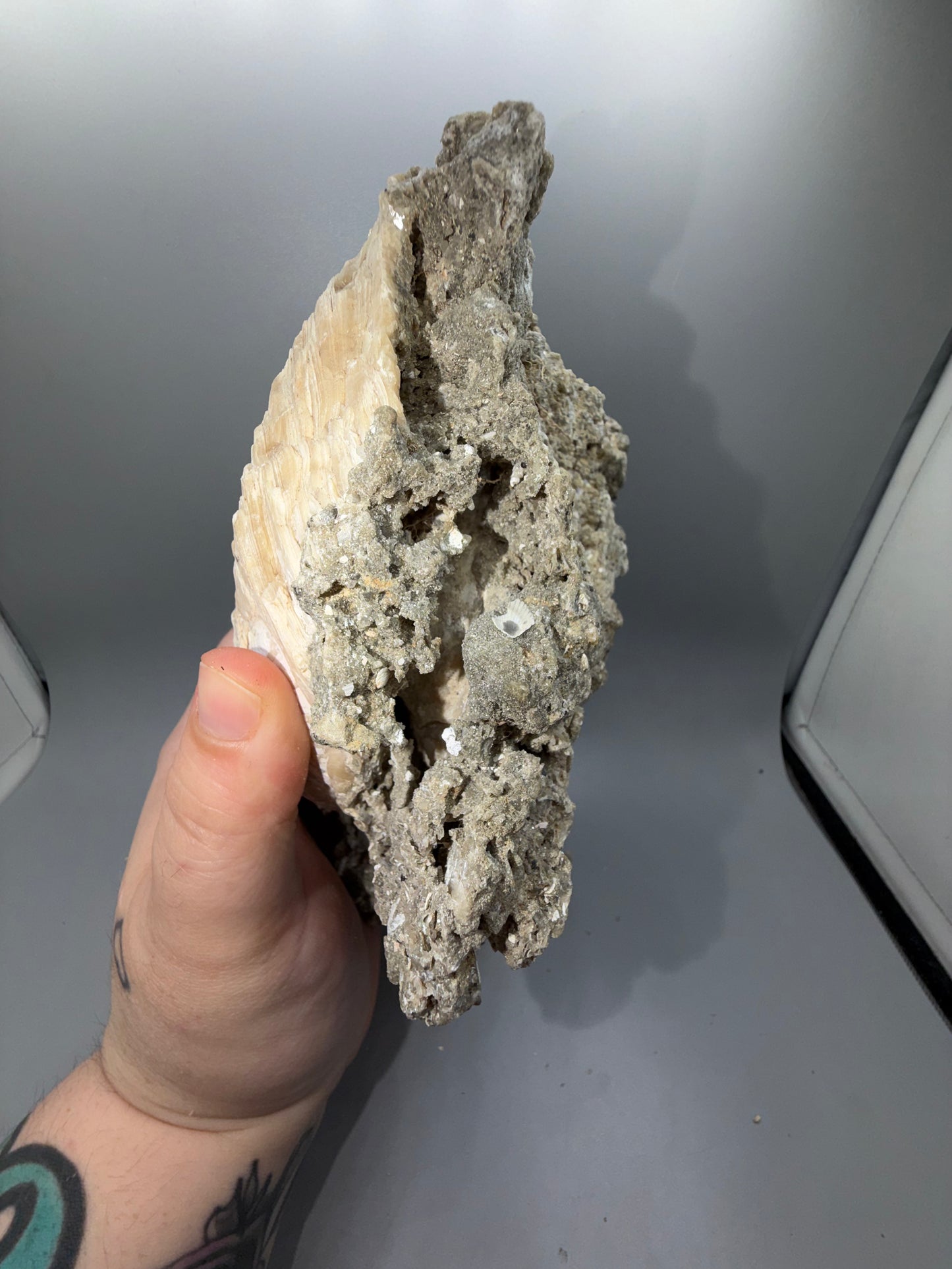 Fossilized clam