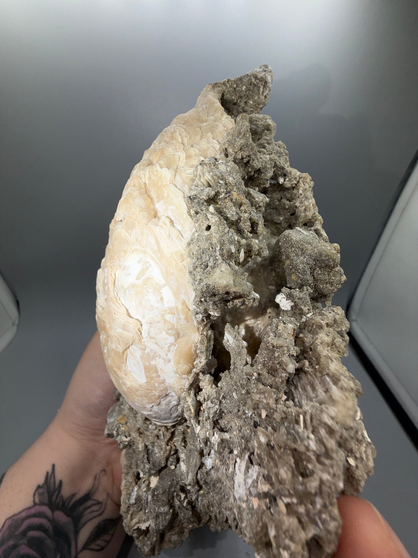 Fossilized clam