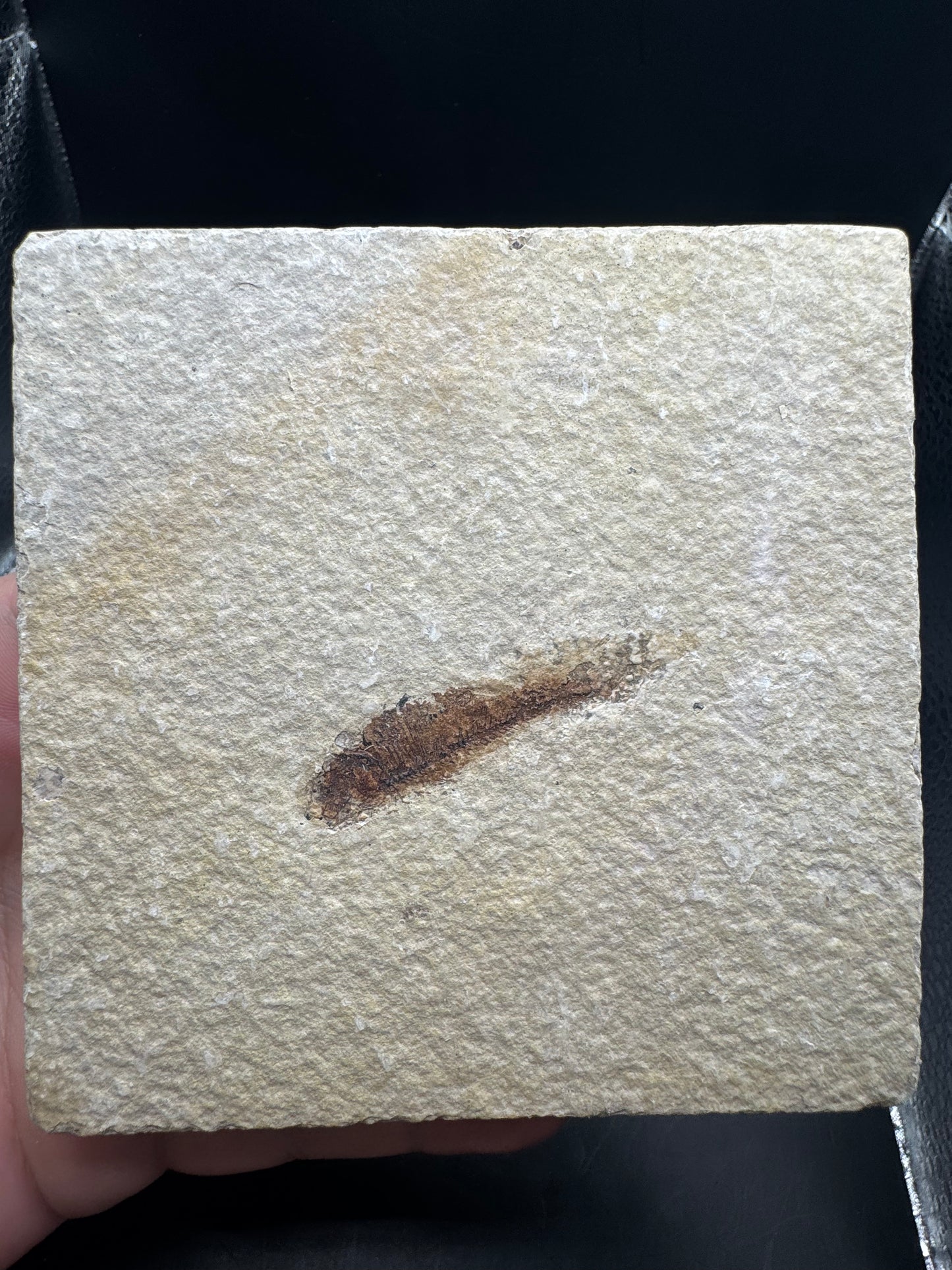 Knightia eocaena