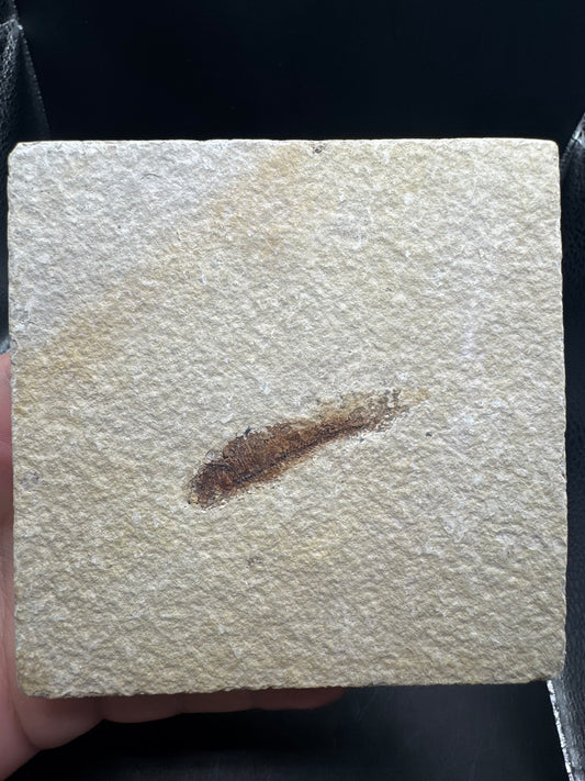 Knightia eocaena