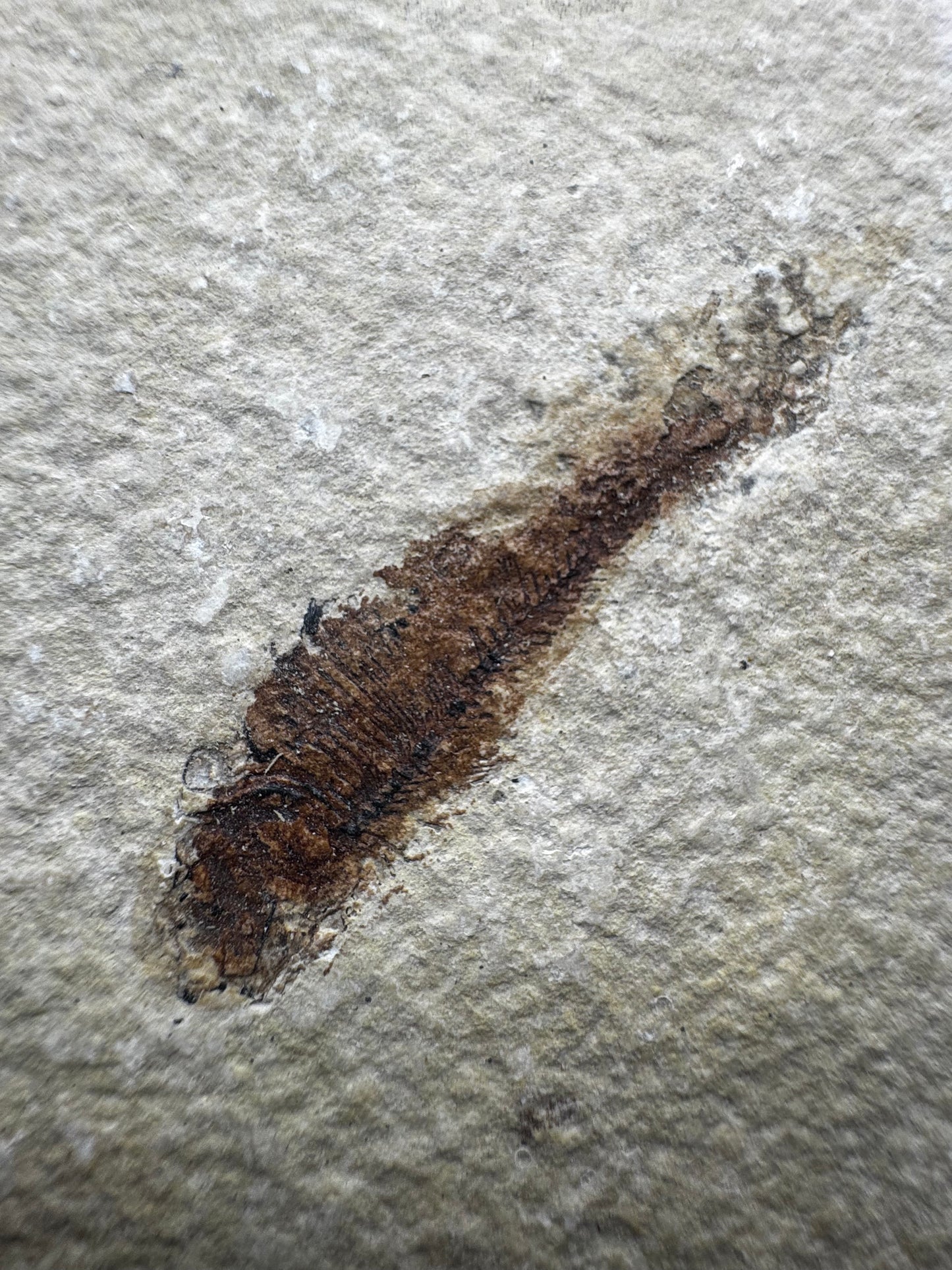 Knightia eocaena