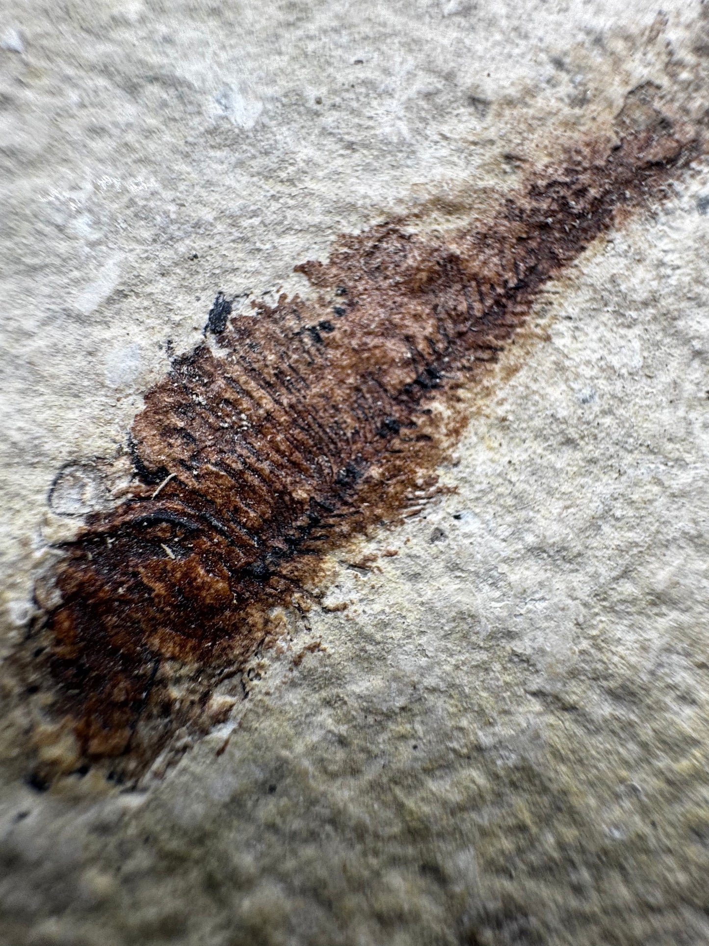 Knightia eocaena