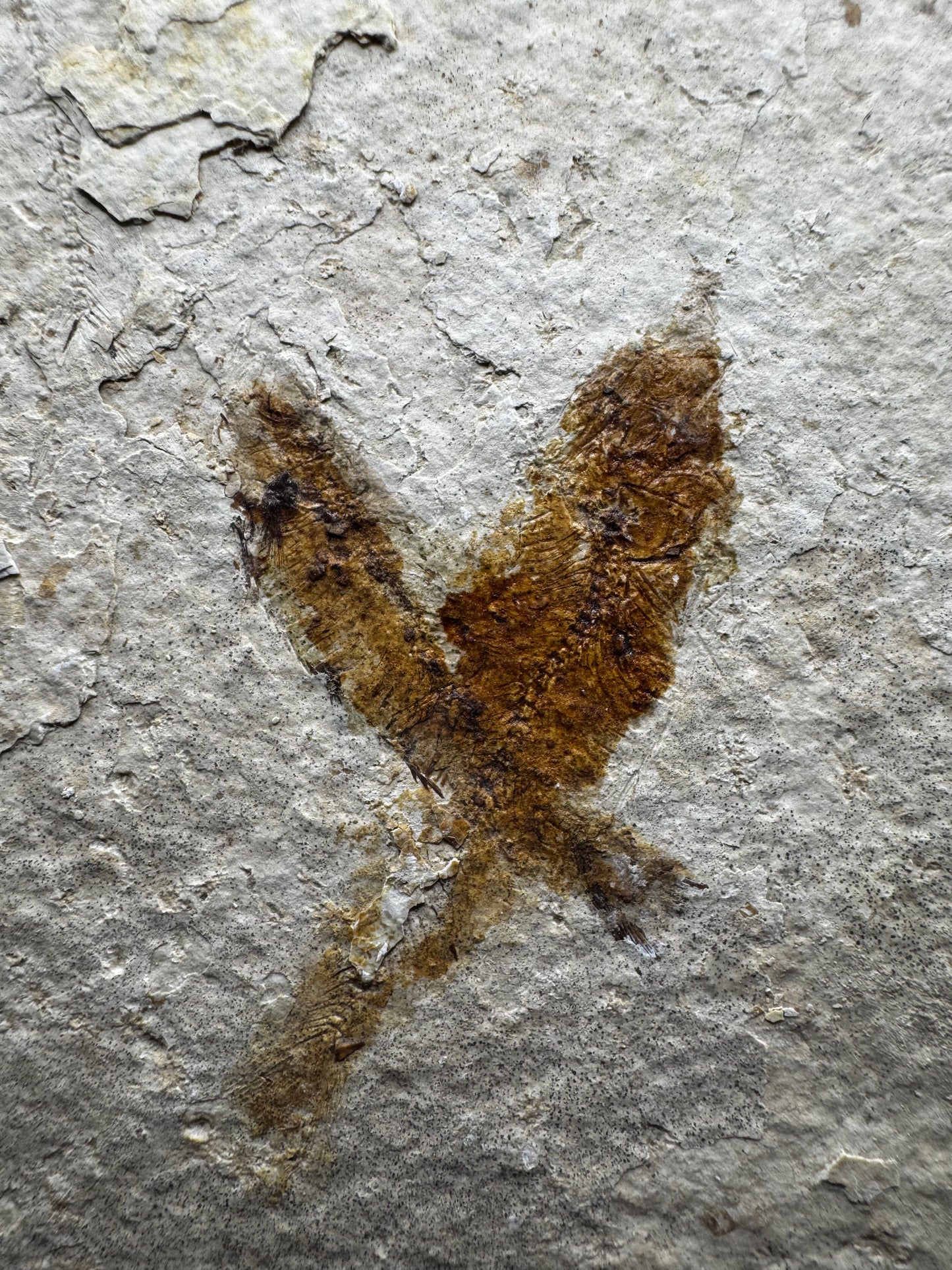 Knightia eocaena