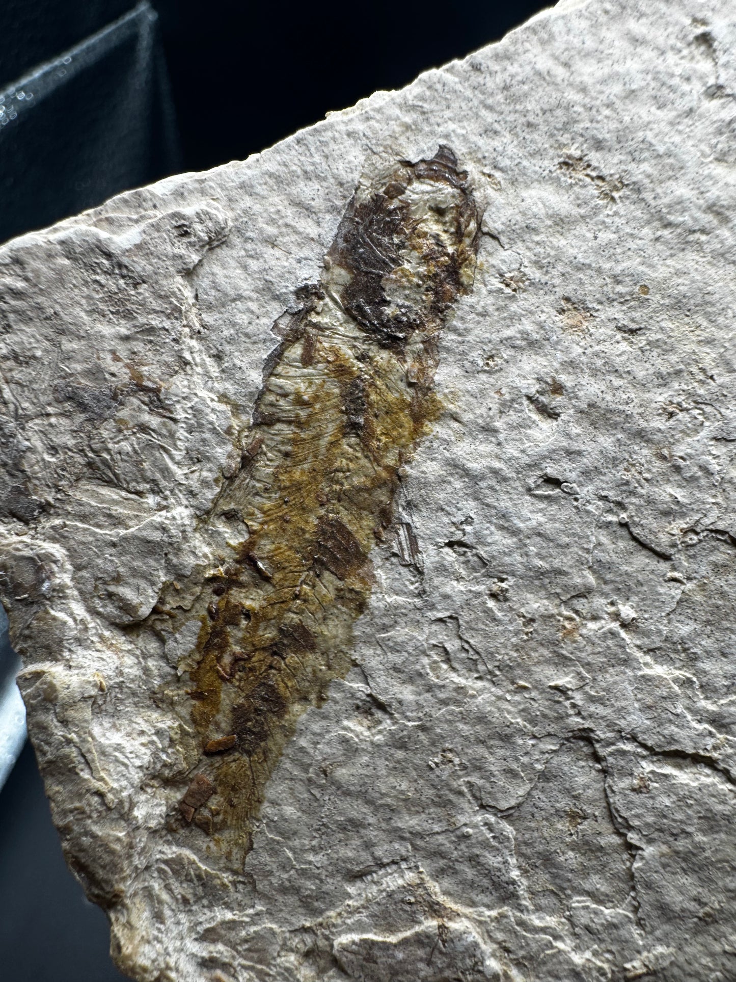 Knightia eocaena