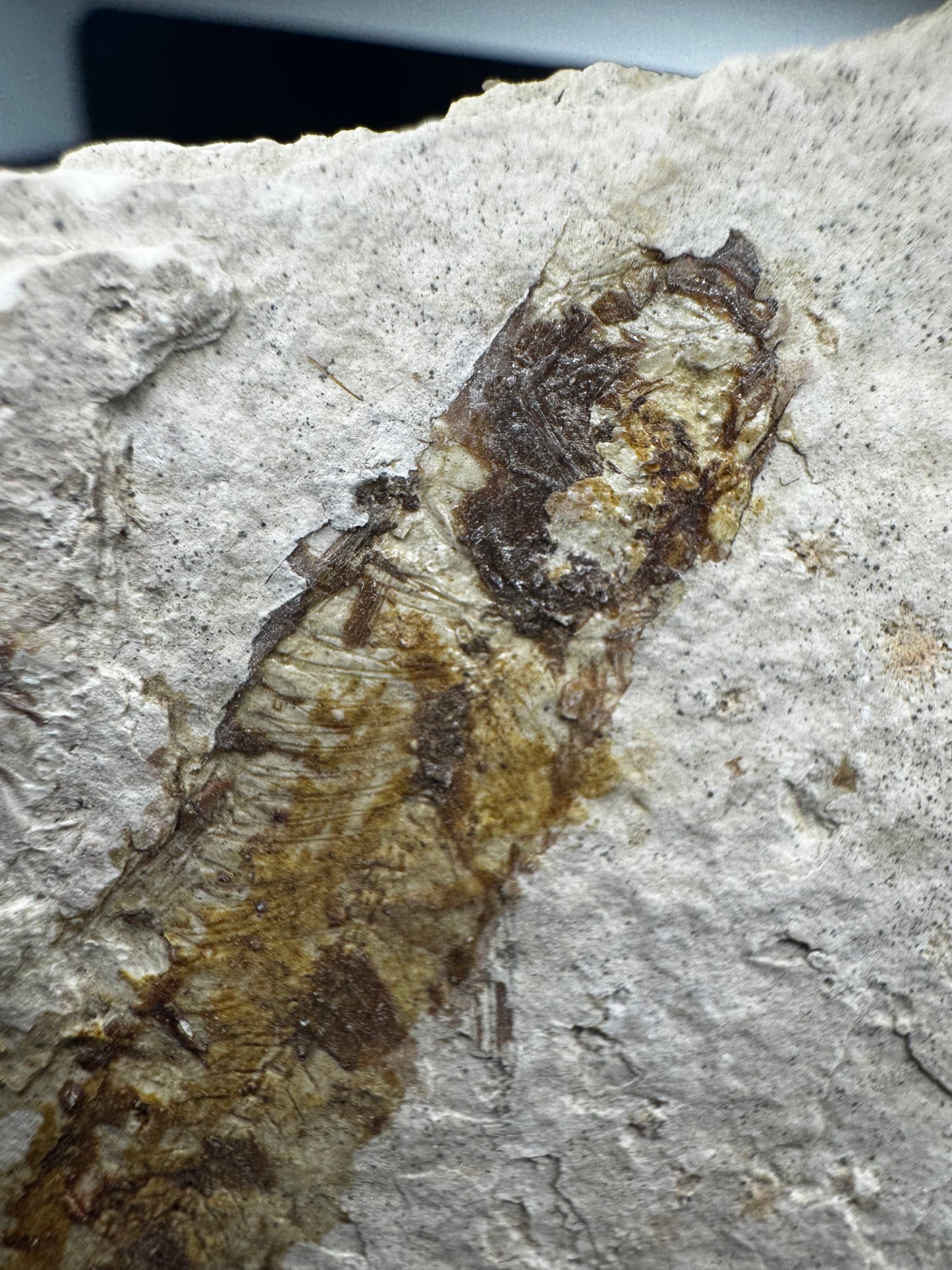 Knightia eocaena