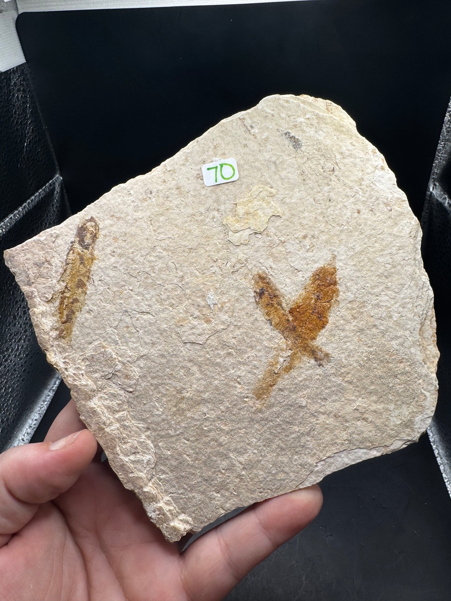 Knightia eocaena