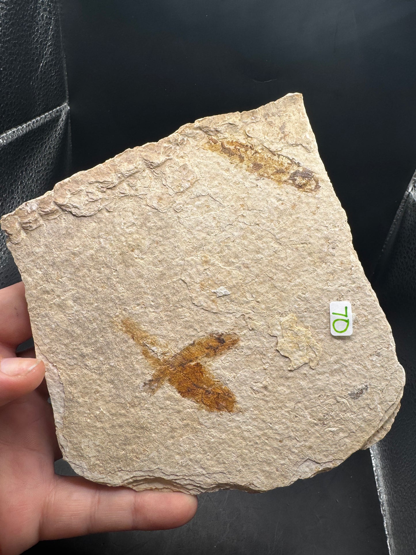 Knightia eocaena