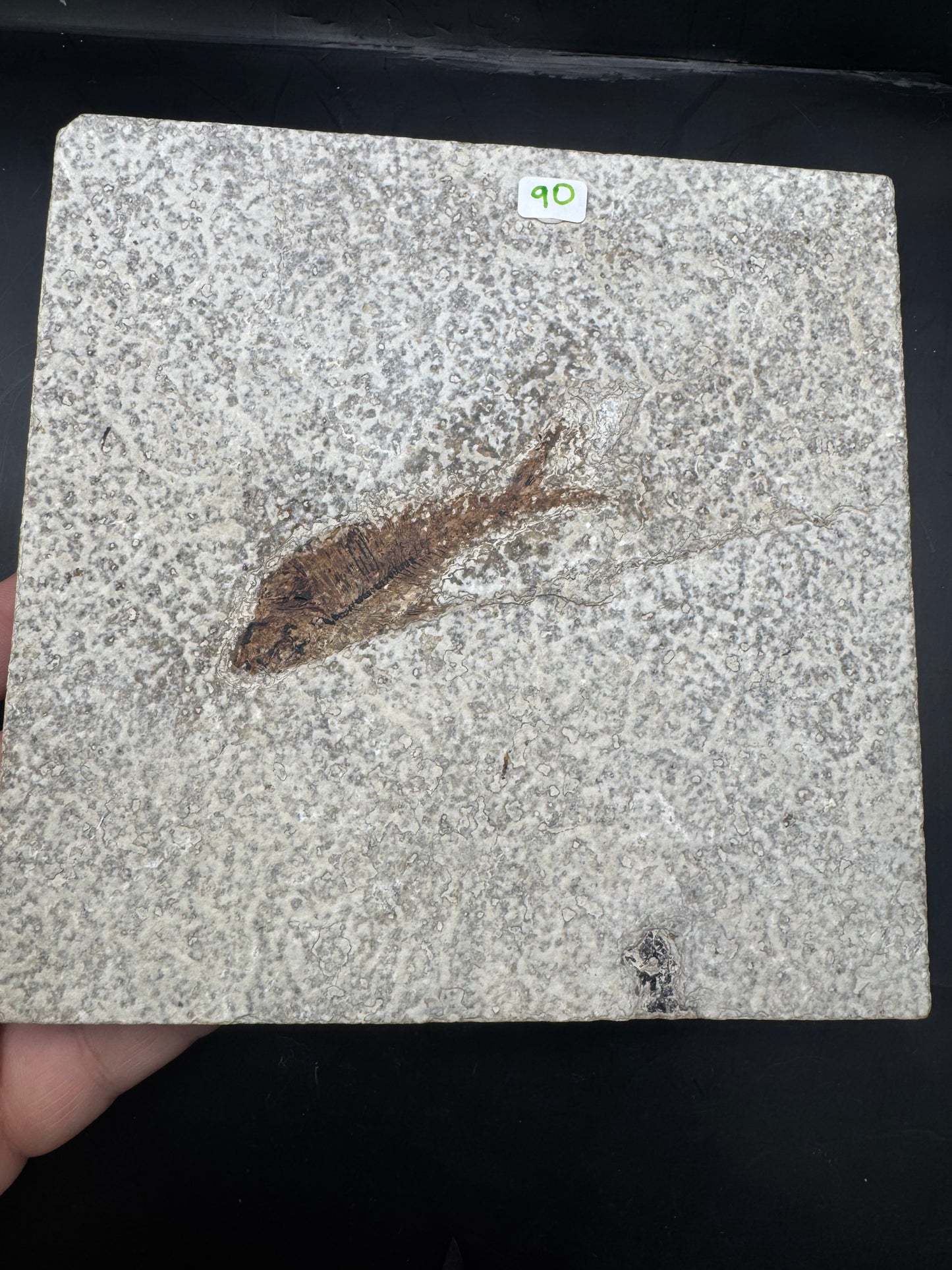 Diplomystus fish fossil