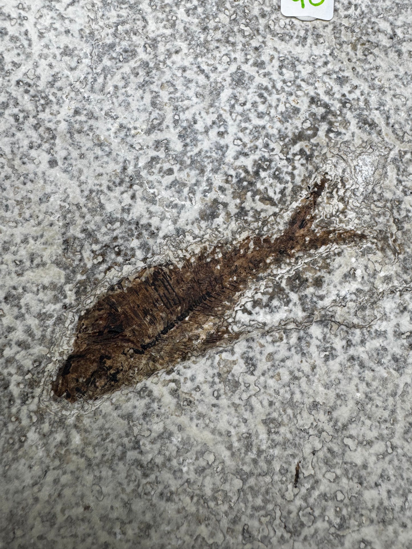 Diplomystus fish fossil