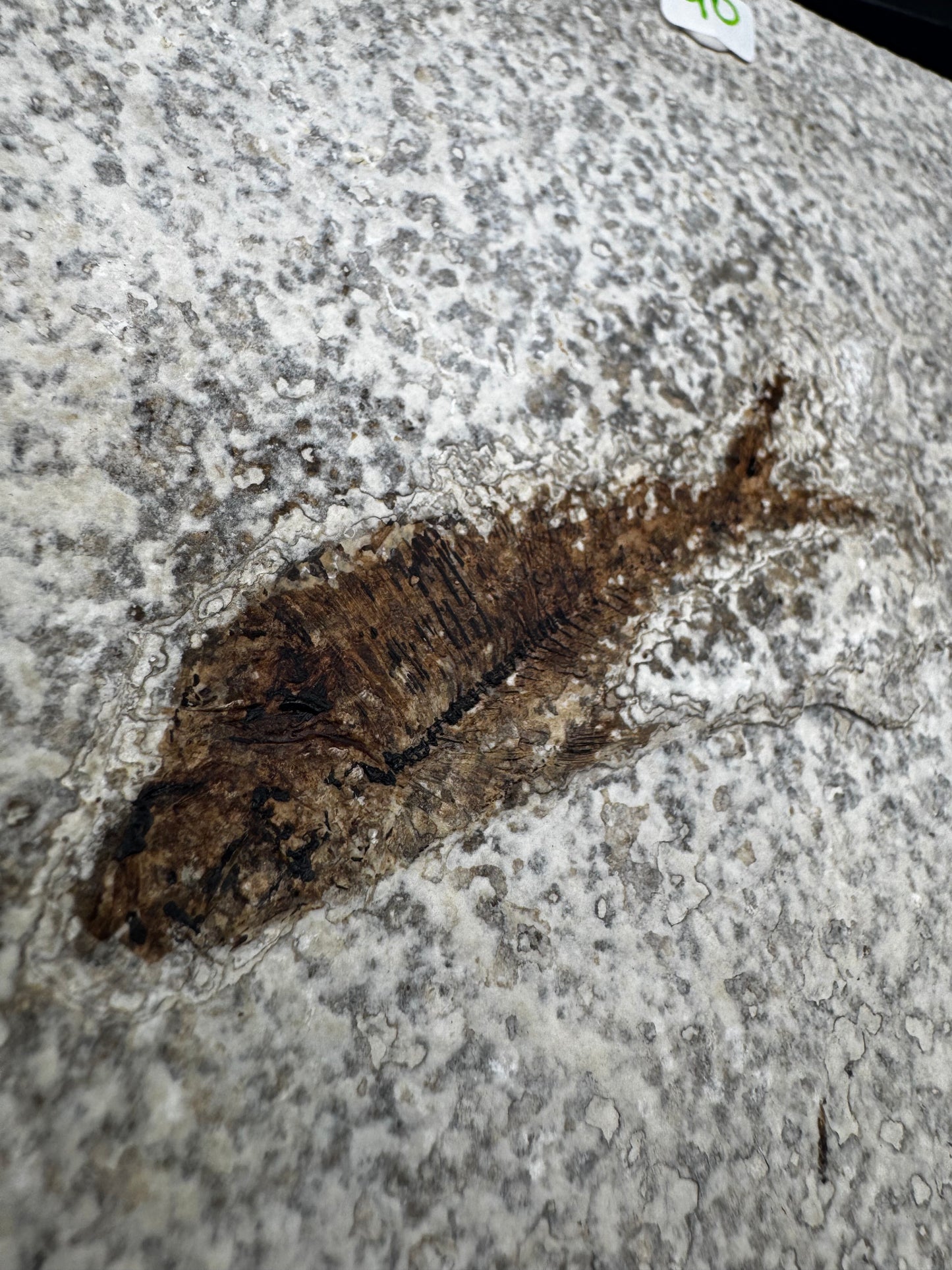 Diplomystus fish fossil