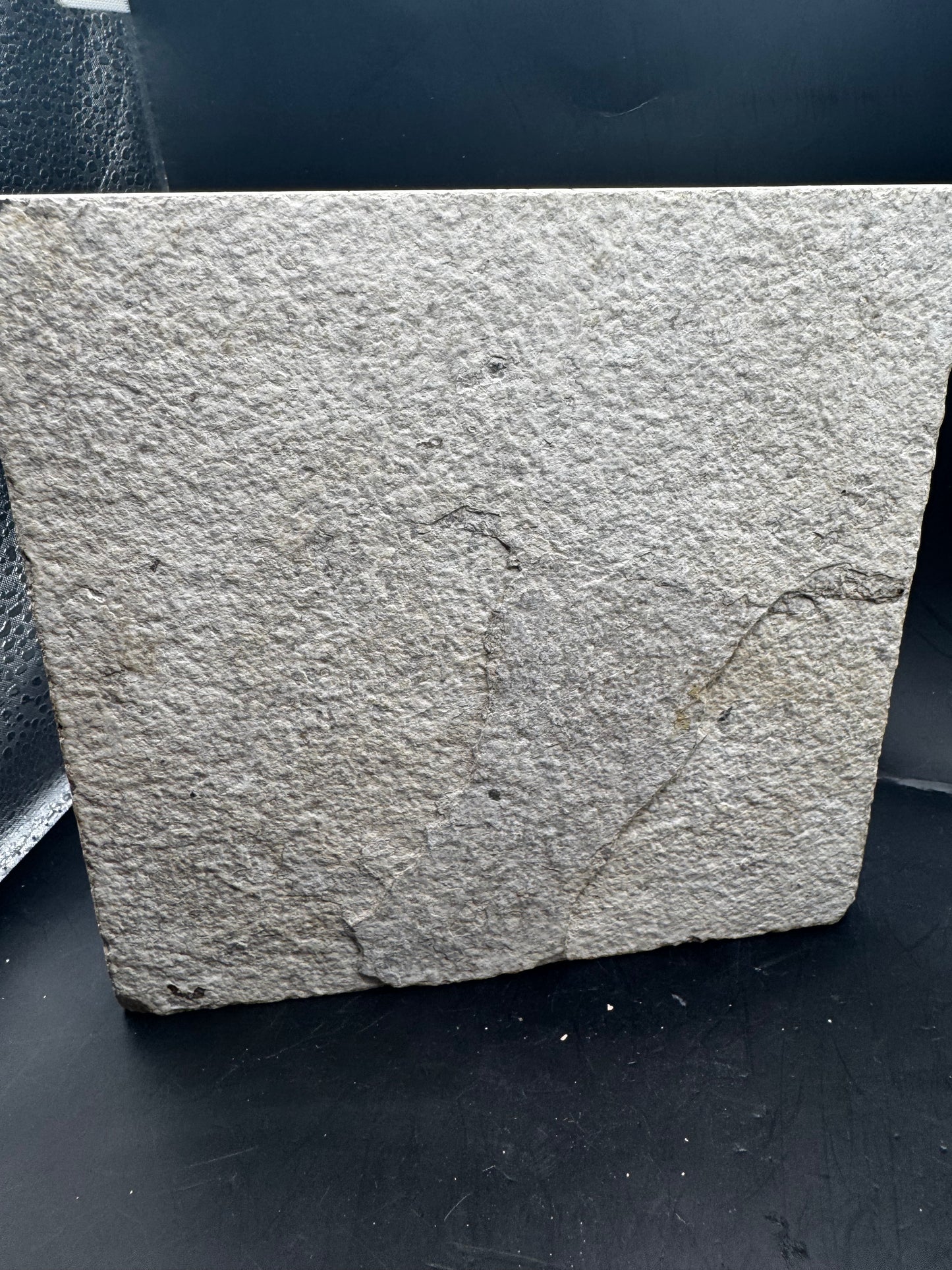 Diplomystus fish fossil