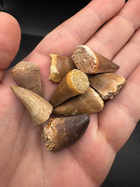 Mosasaur teeth