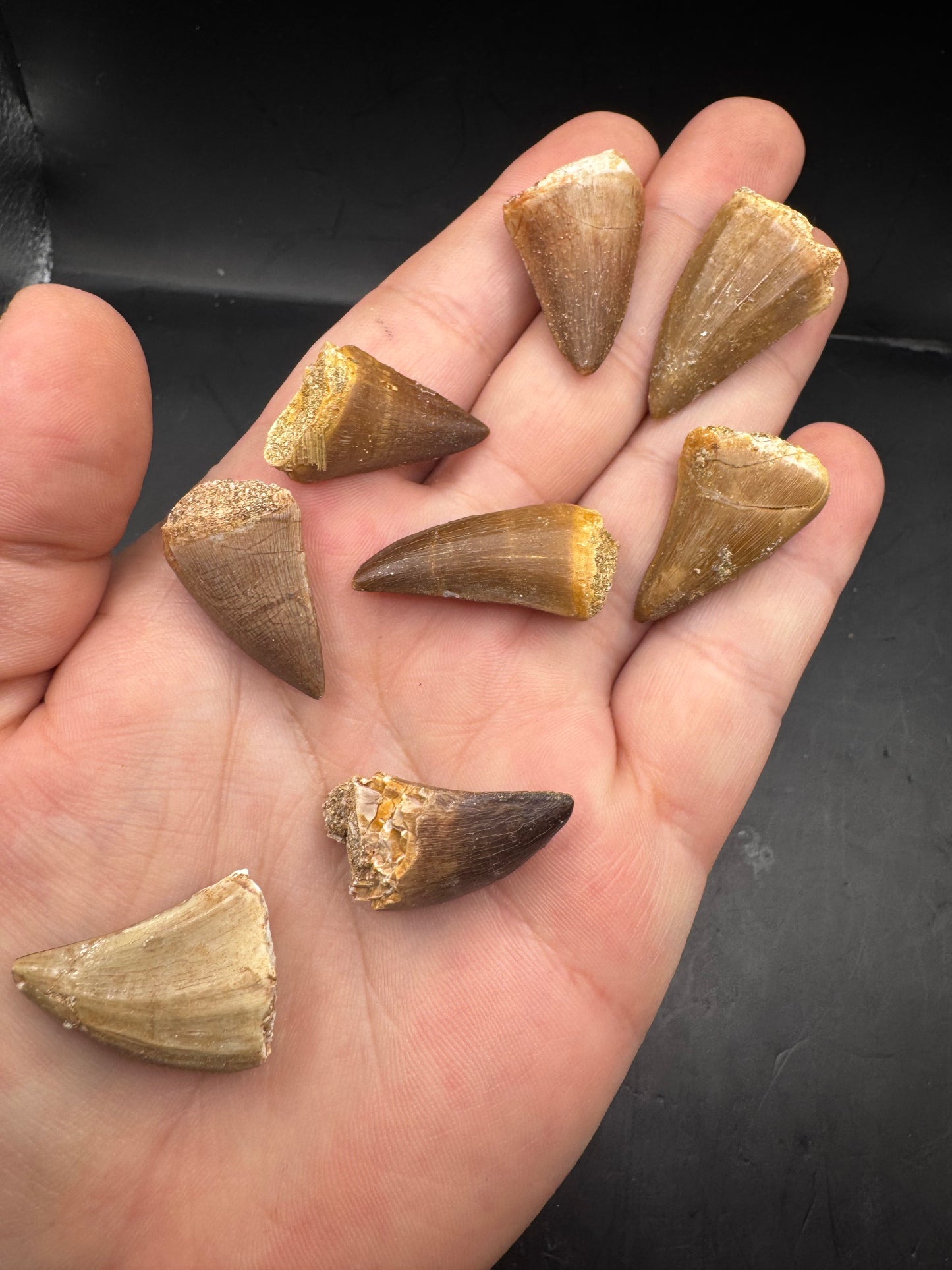 Mosasaur teeth
