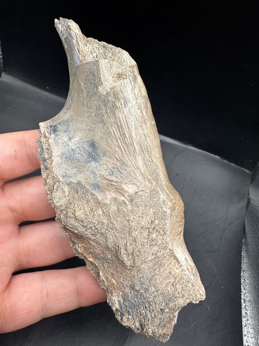Alligator skull piece