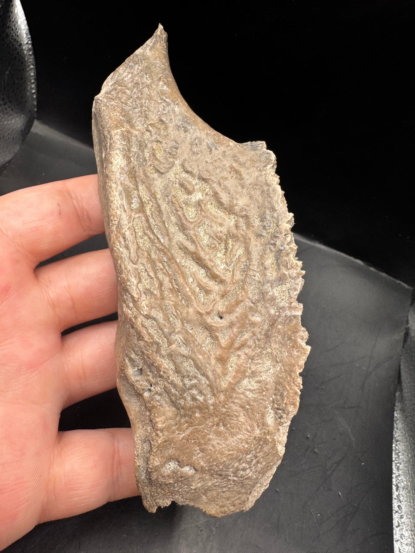 Alligator skull piece