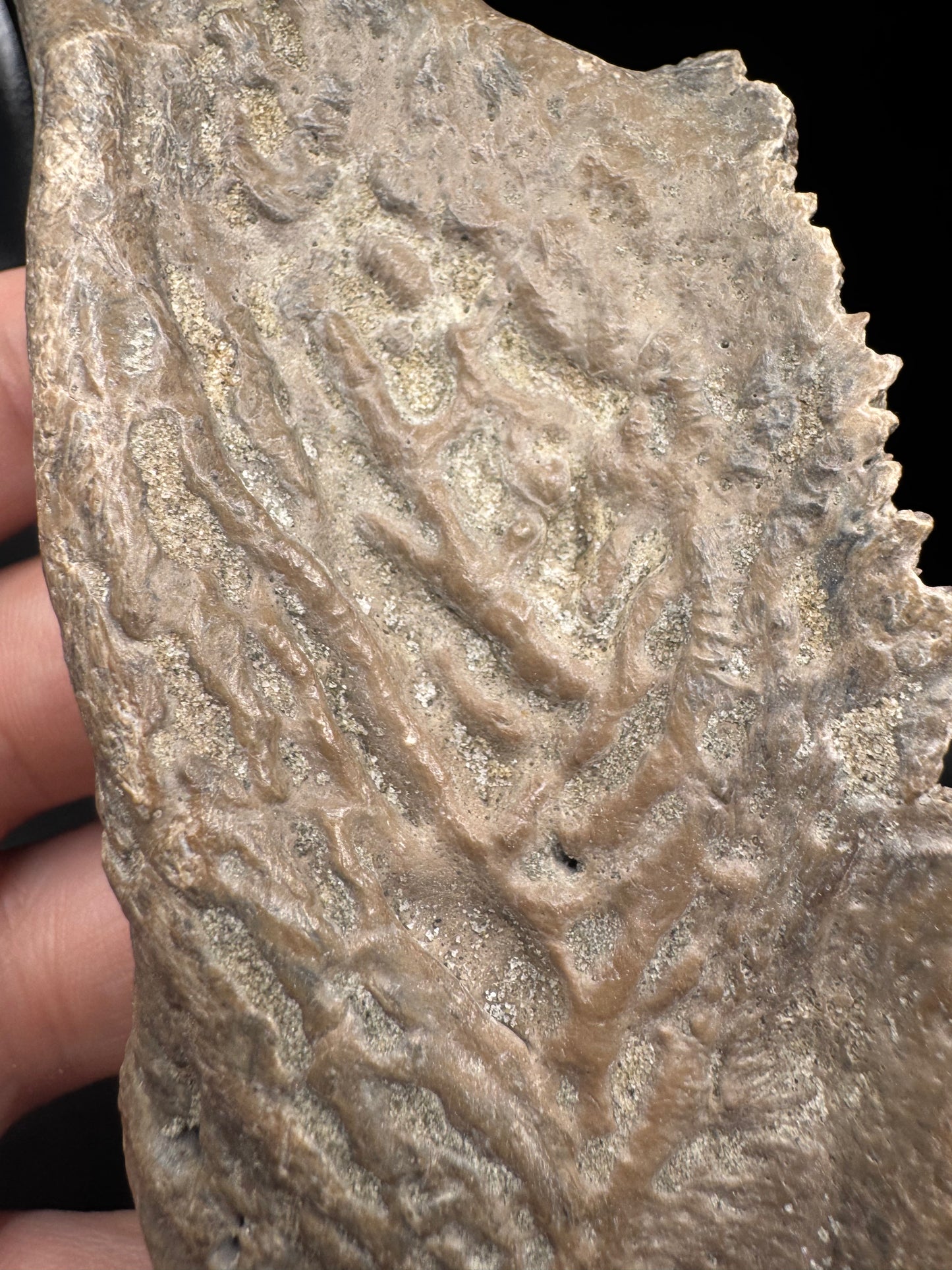 Alligator skull piece