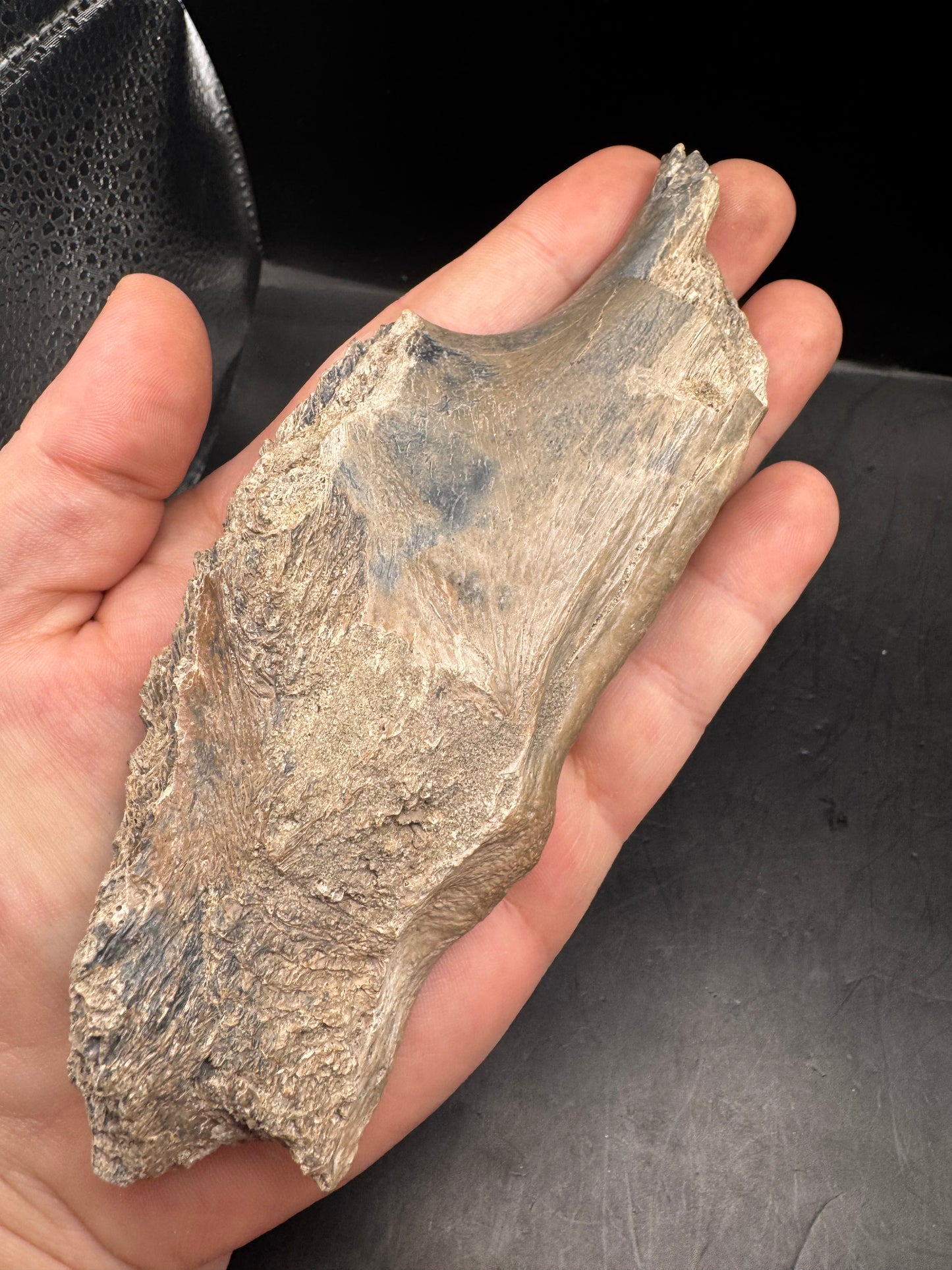 Alligator skull piece