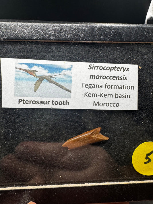 Pterosaur teeth