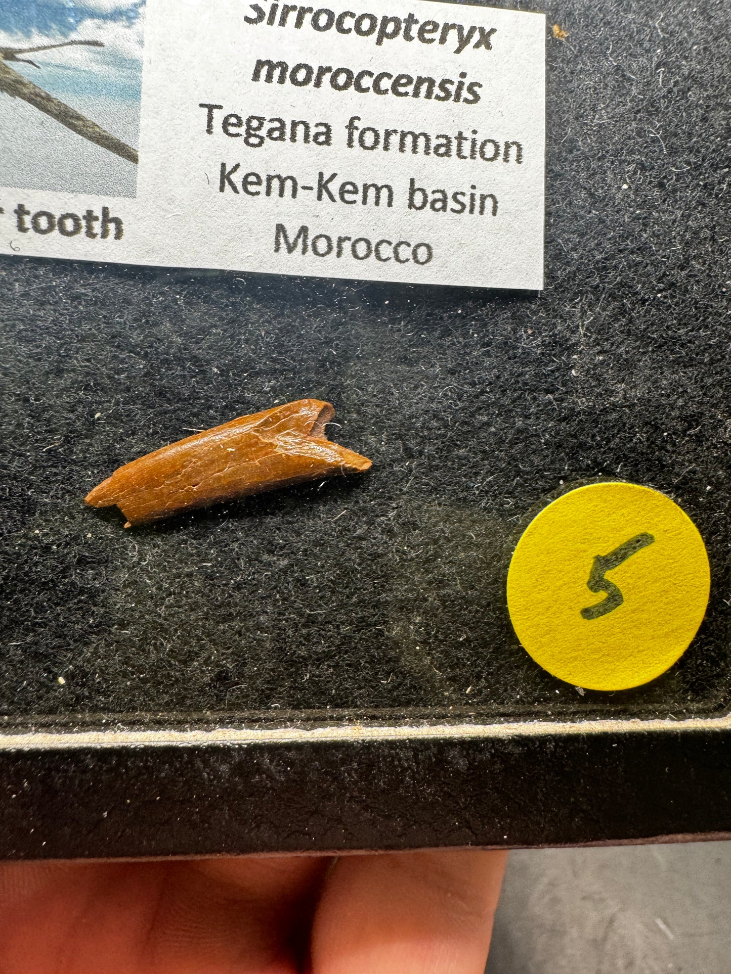 Pterosaur teeth