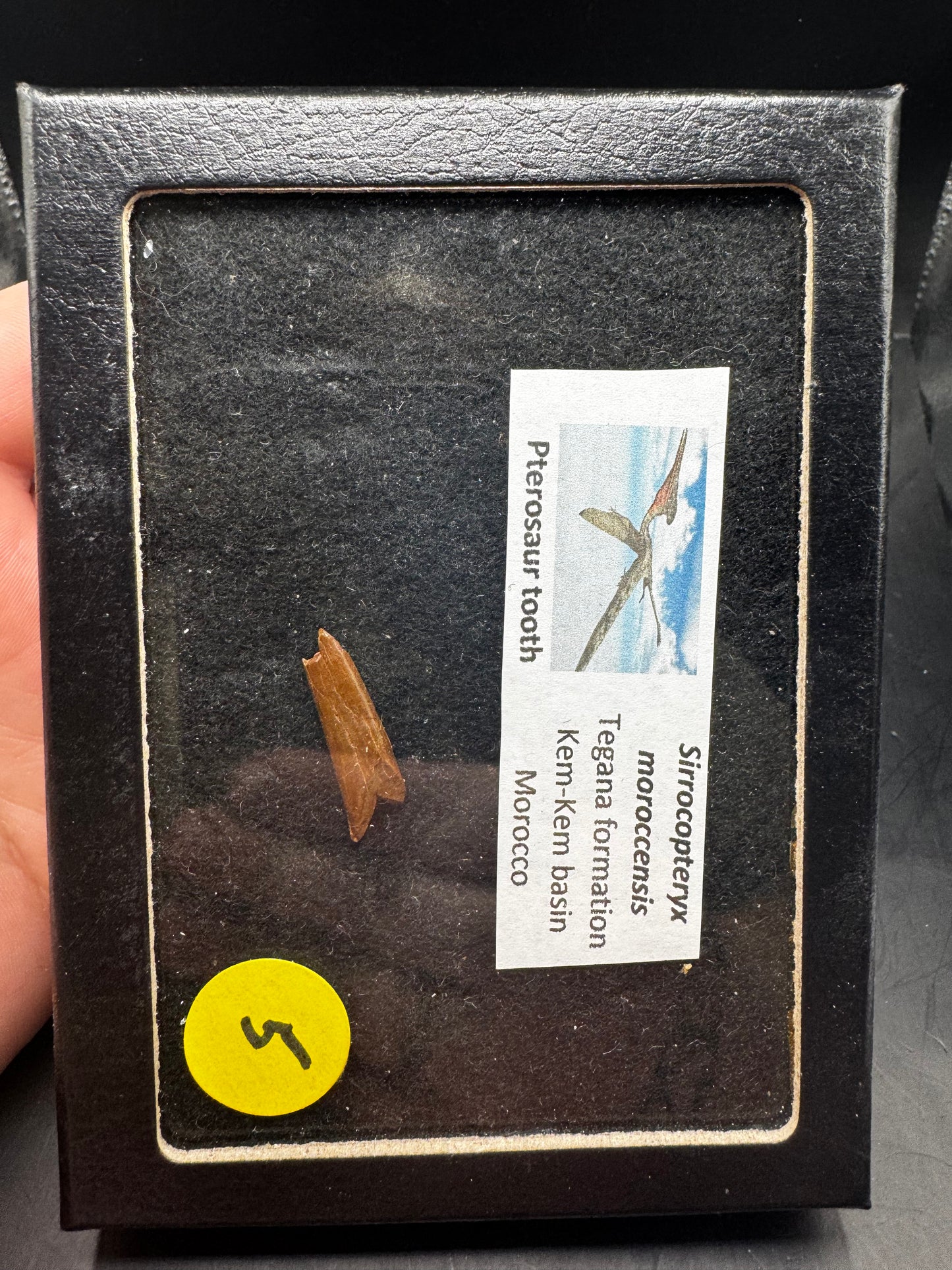 Pterosaur teeth