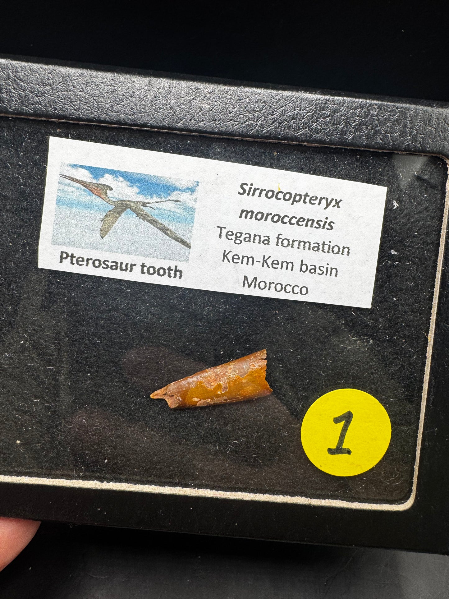 Pterosaur teeth