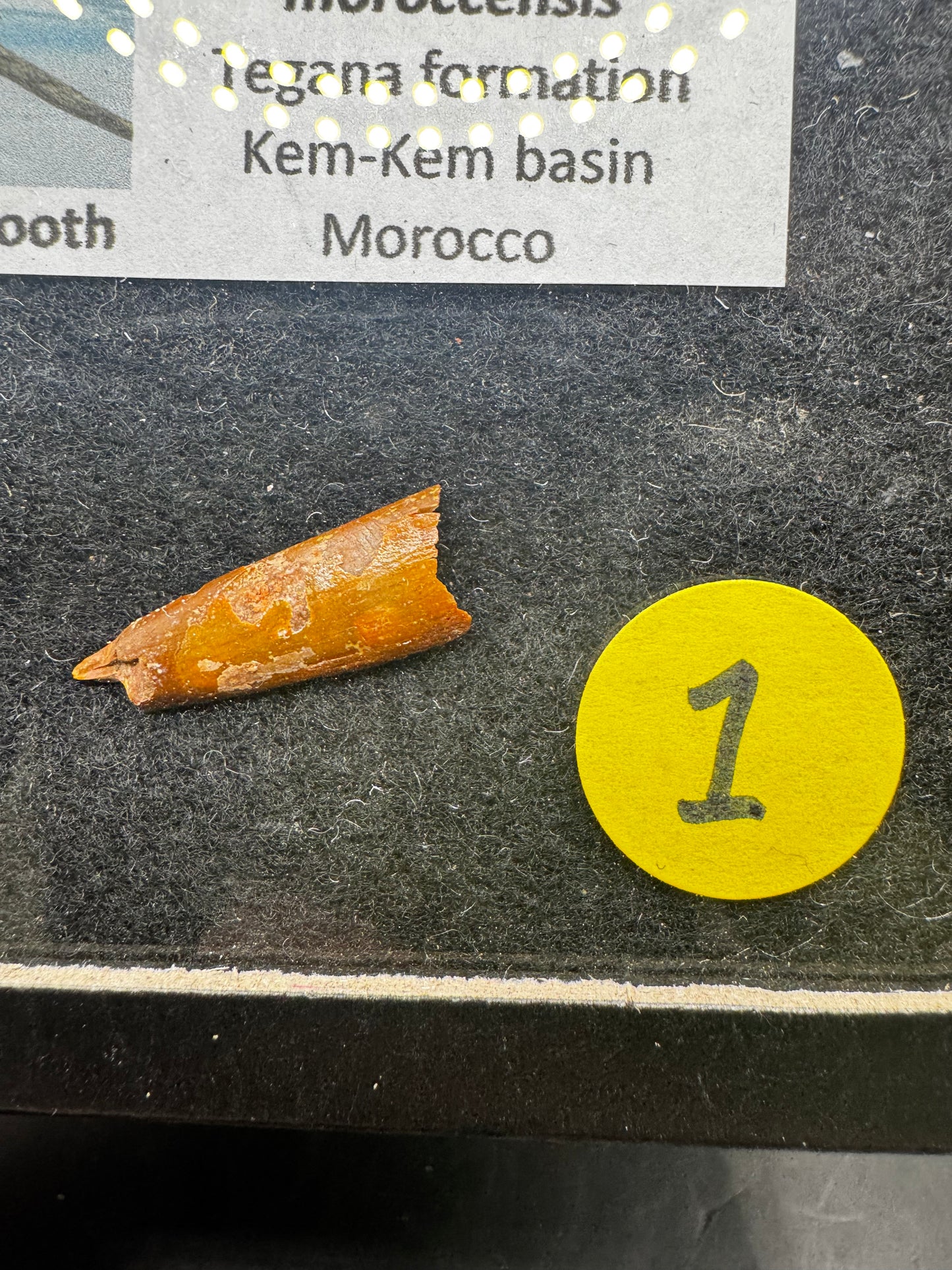 Pterosaur teeth