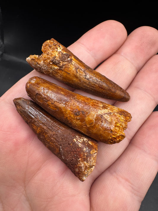 Spinosaurus teeth