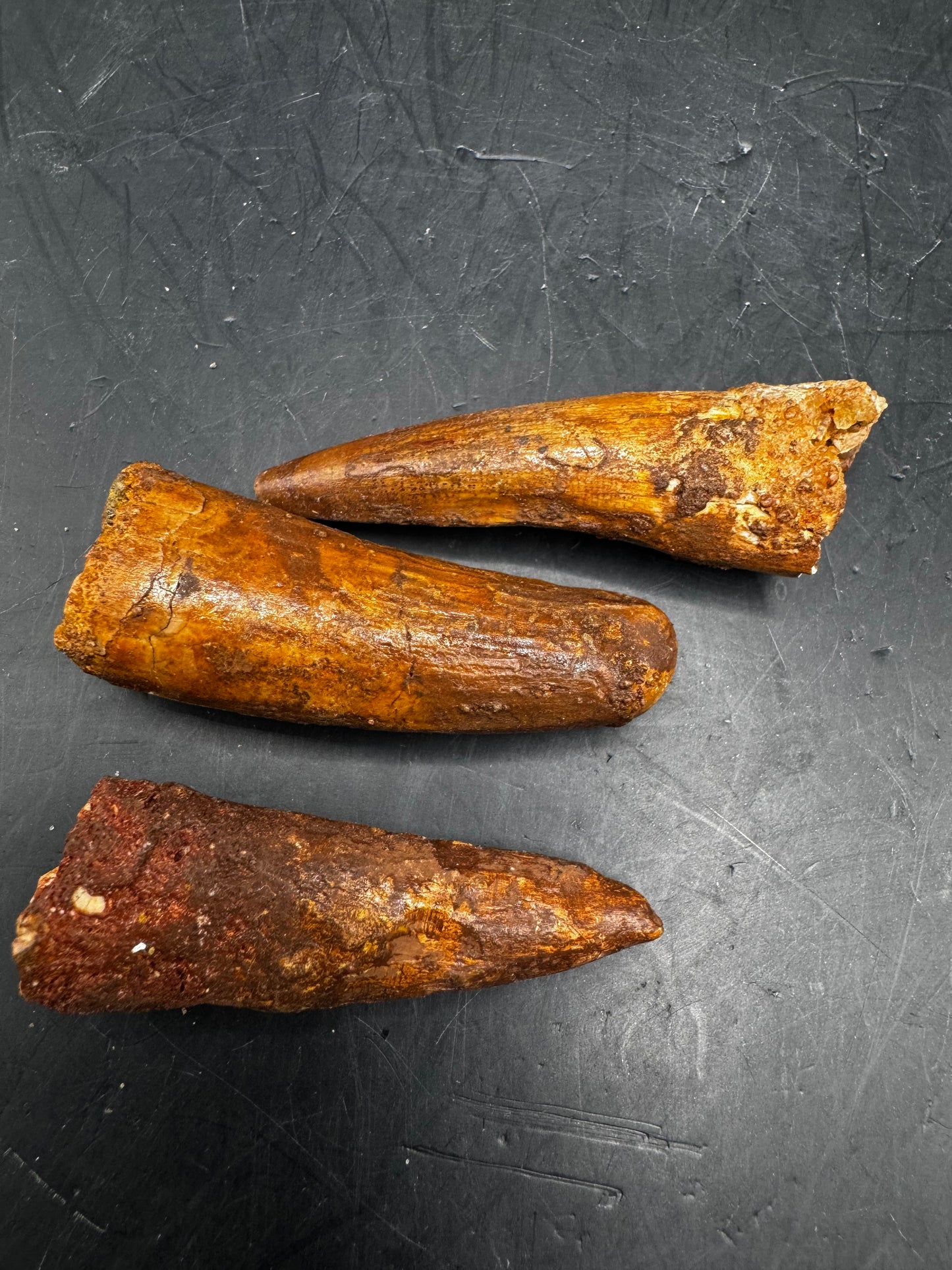 Spinosaurus teeth