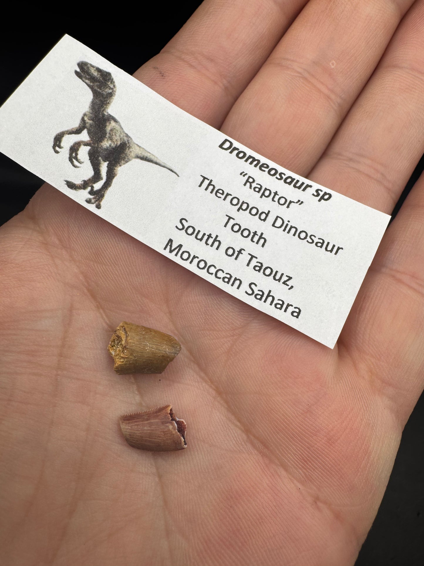Raptor teeth