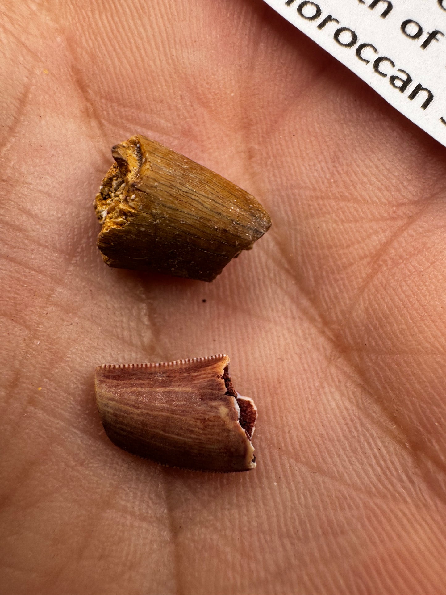 Raptor teeth
