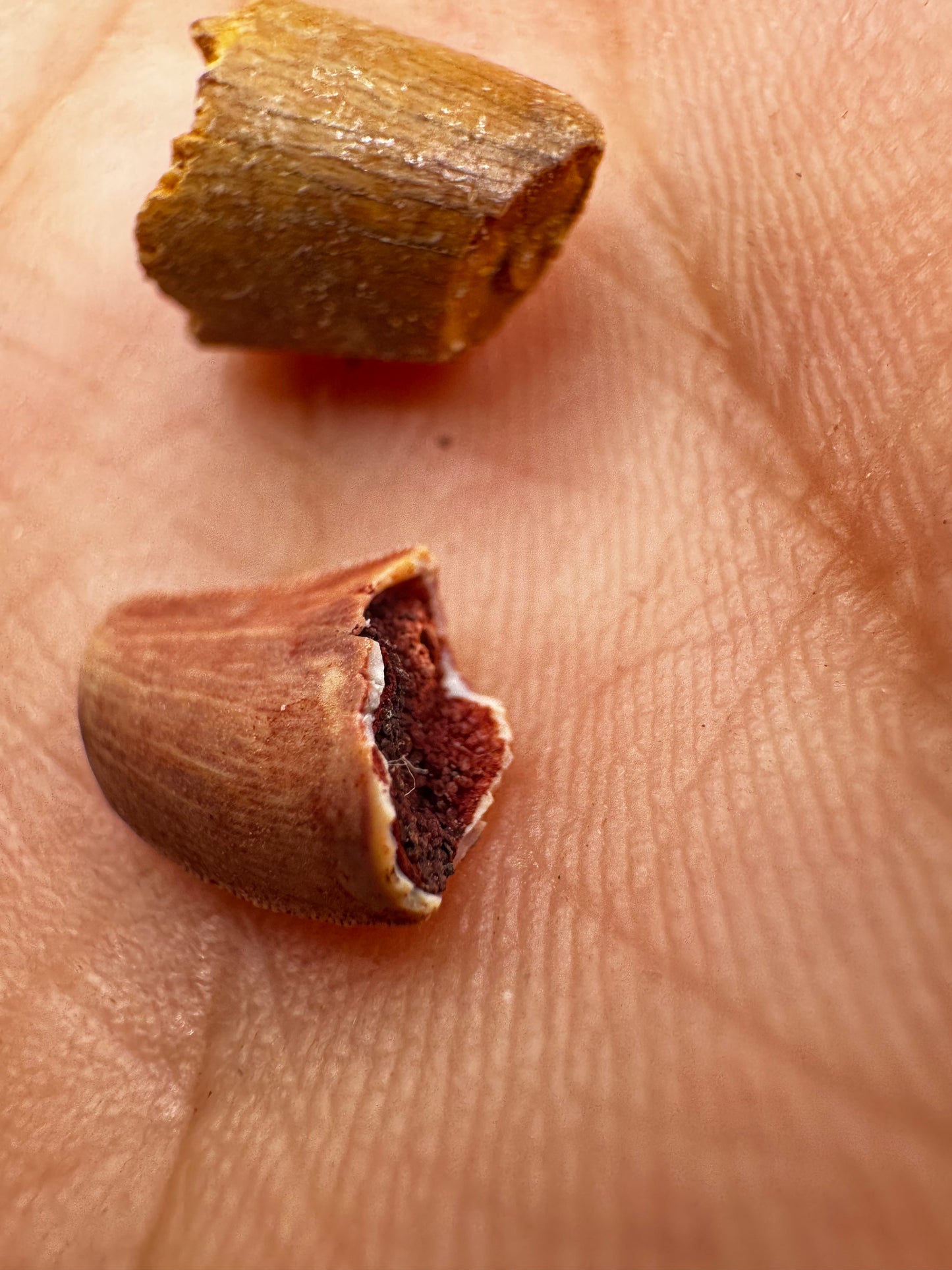 Raptor teeth