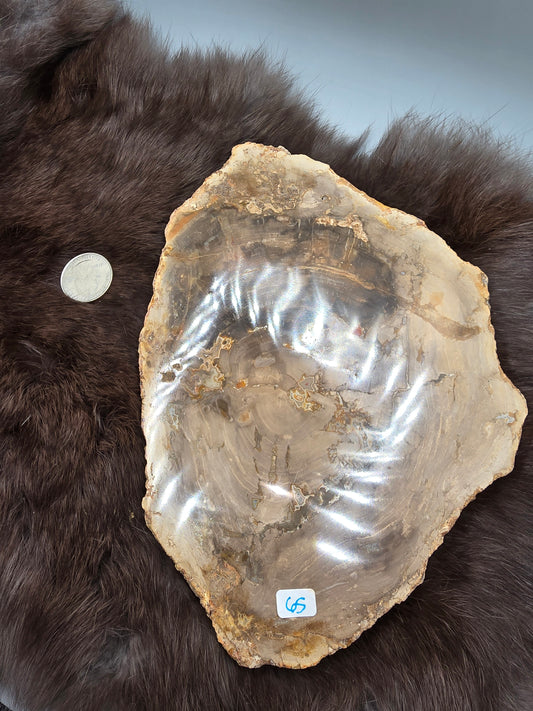 Petrified wood