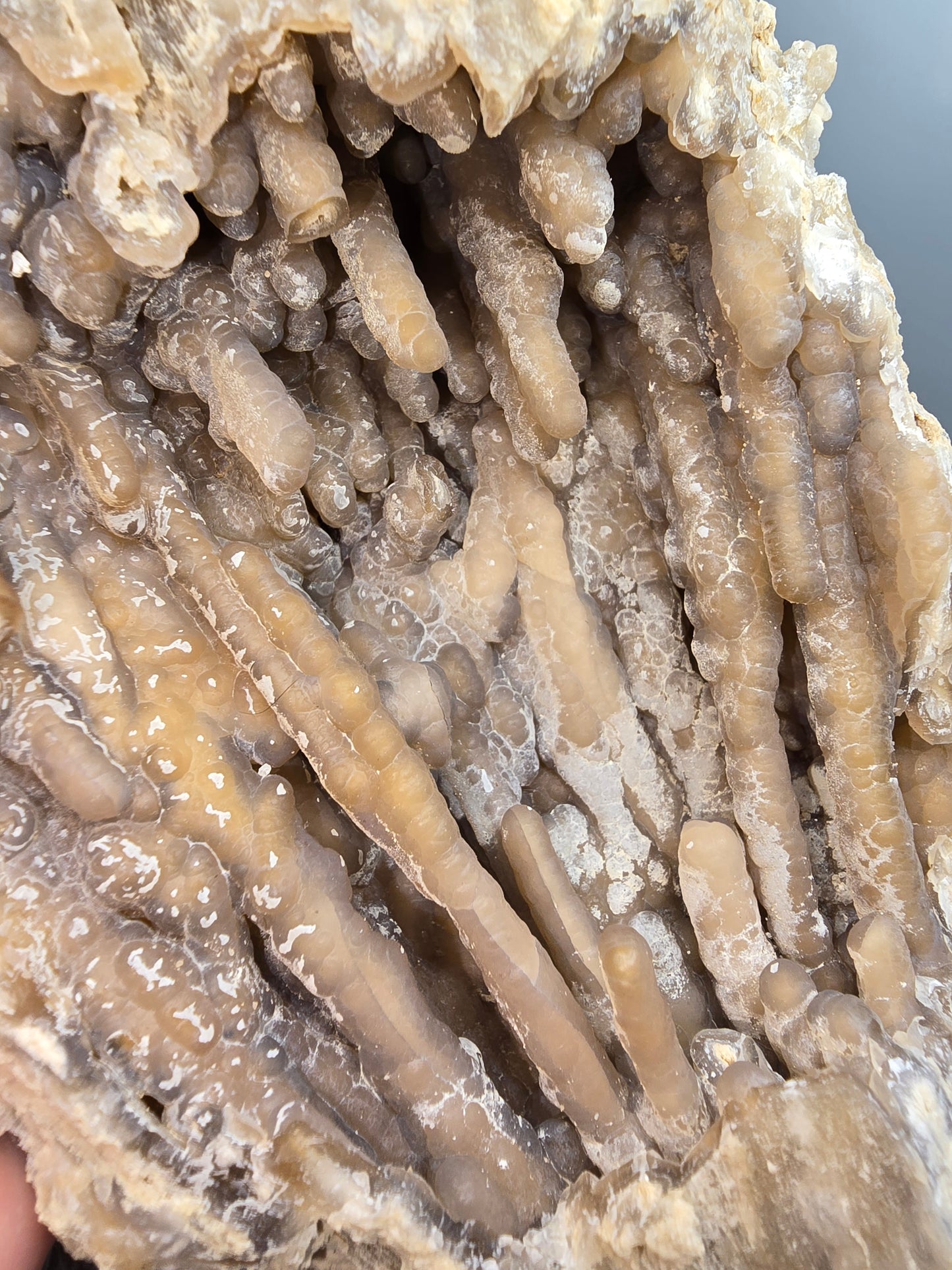Agatized coral