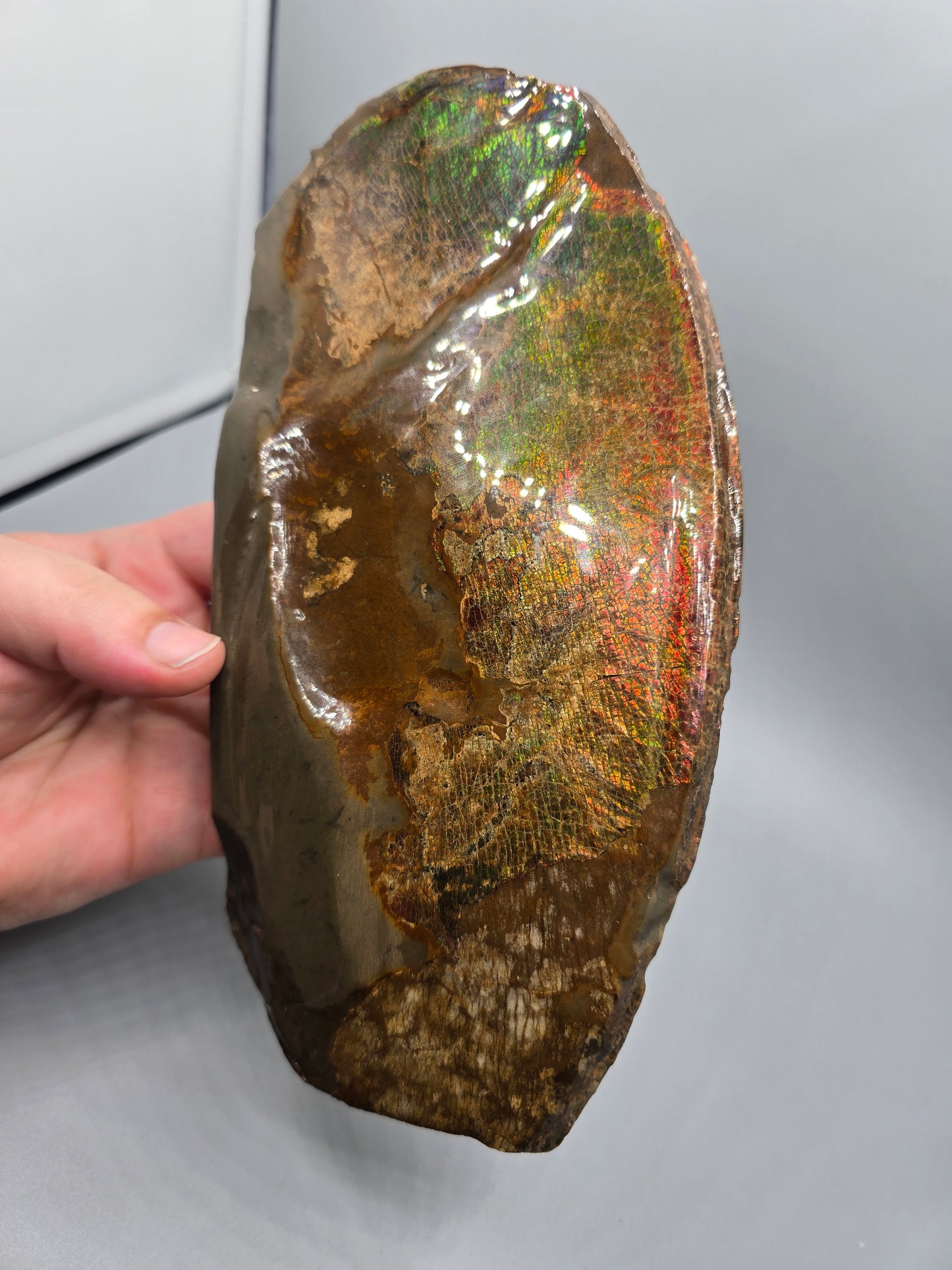 Canadian ammolite