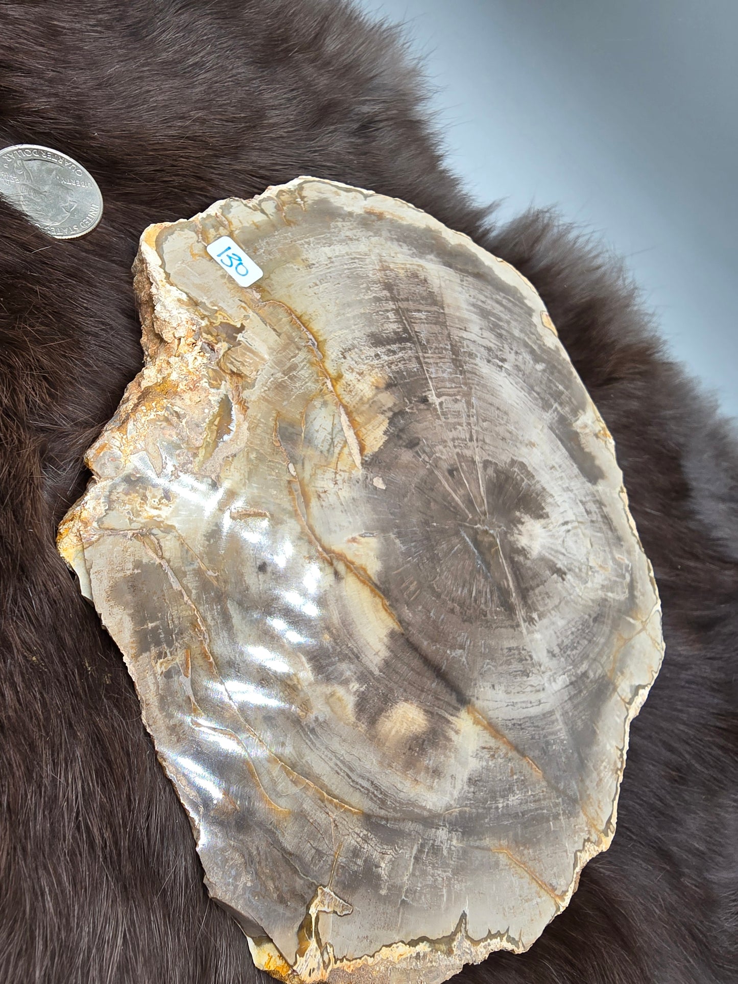Petrified wood