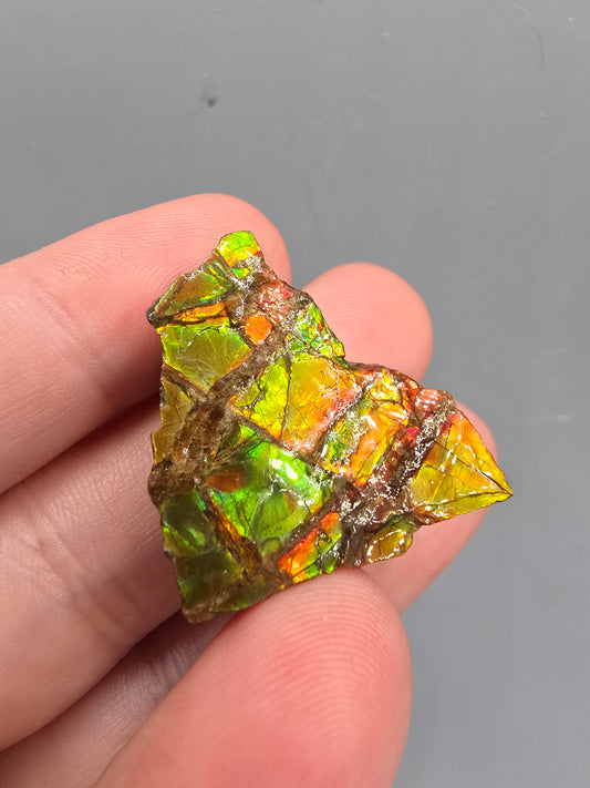 Canadian ammolite