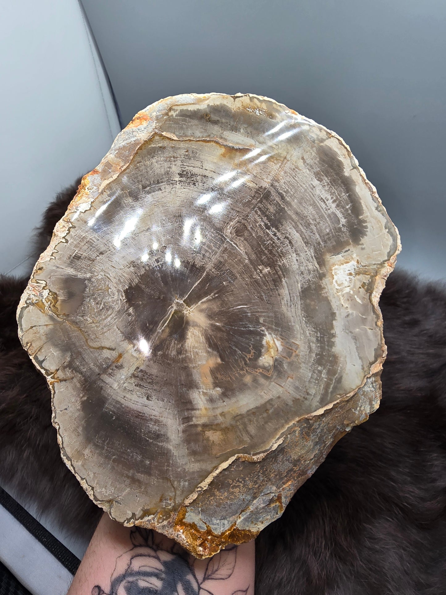 Petrified wood