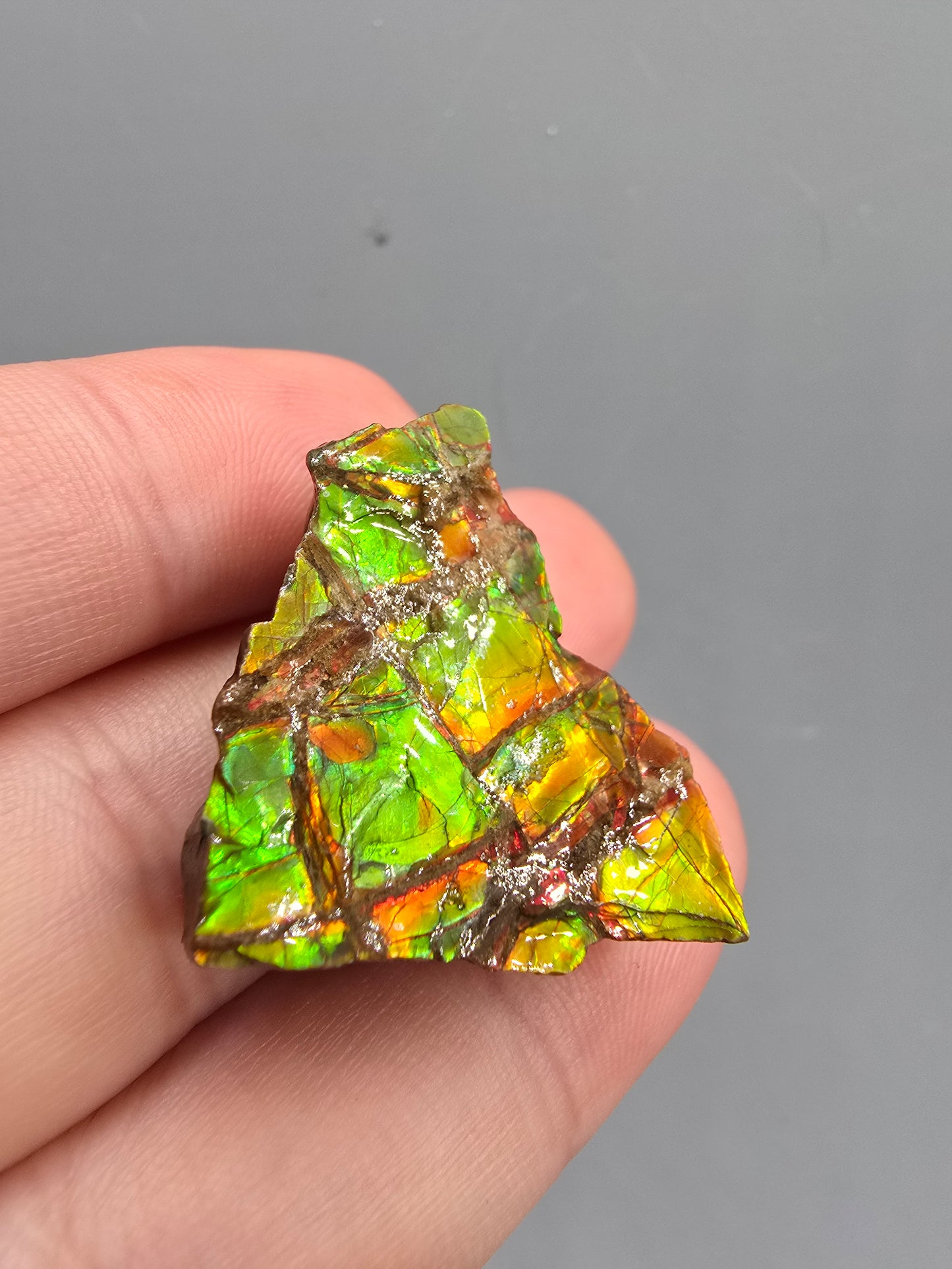 Canadian ammolite